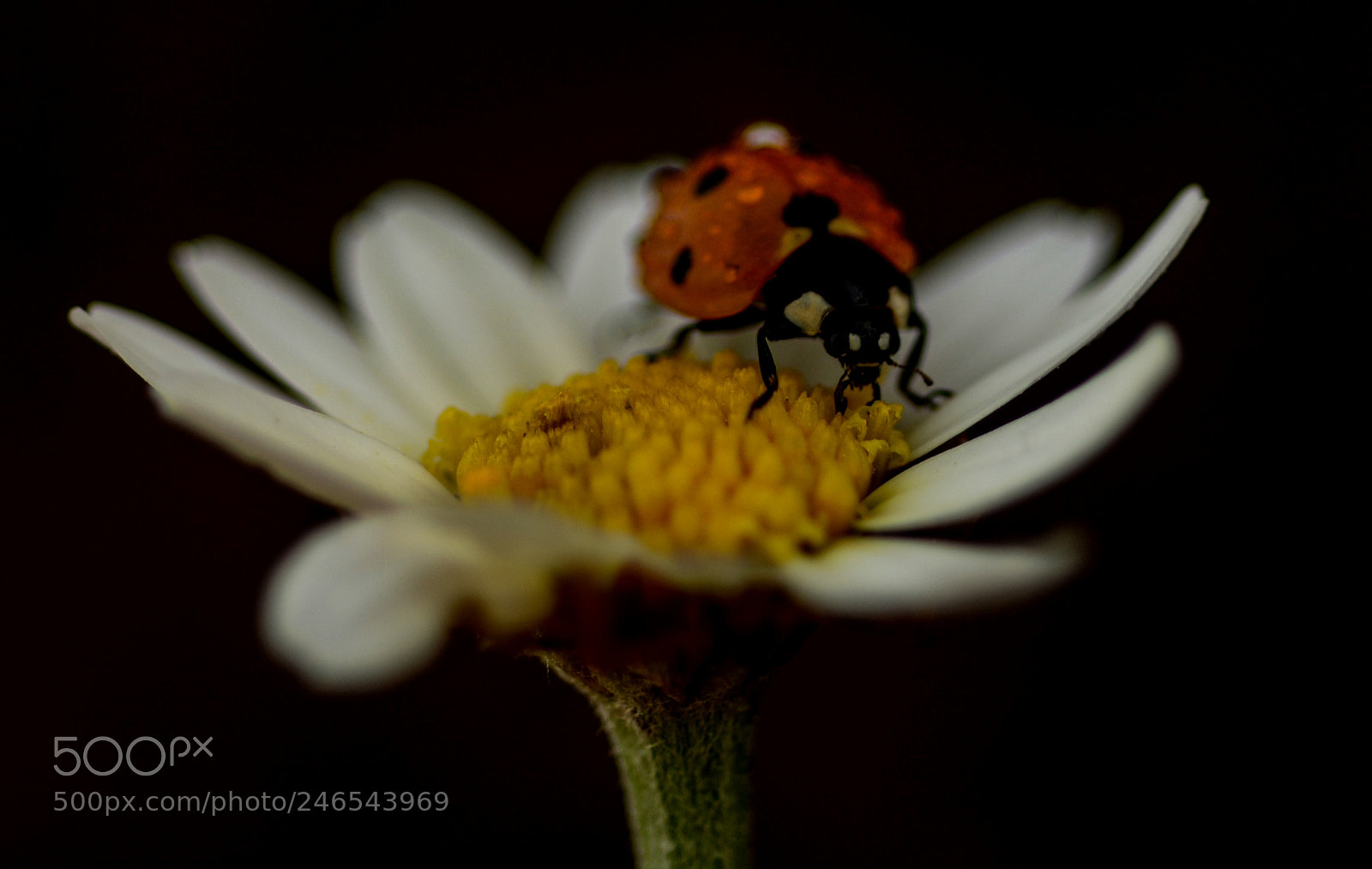 Nikon D7100 sample photo. Ladybug photography