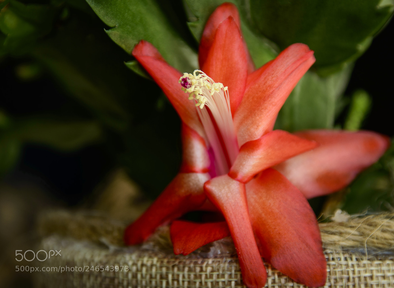 Nikon D3200 sample photo. Schlumbergera photography