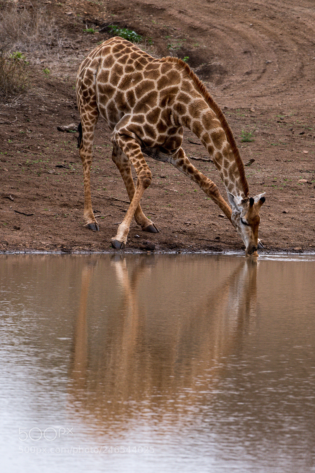 Nikon D850 sample photo. Giraffe photography