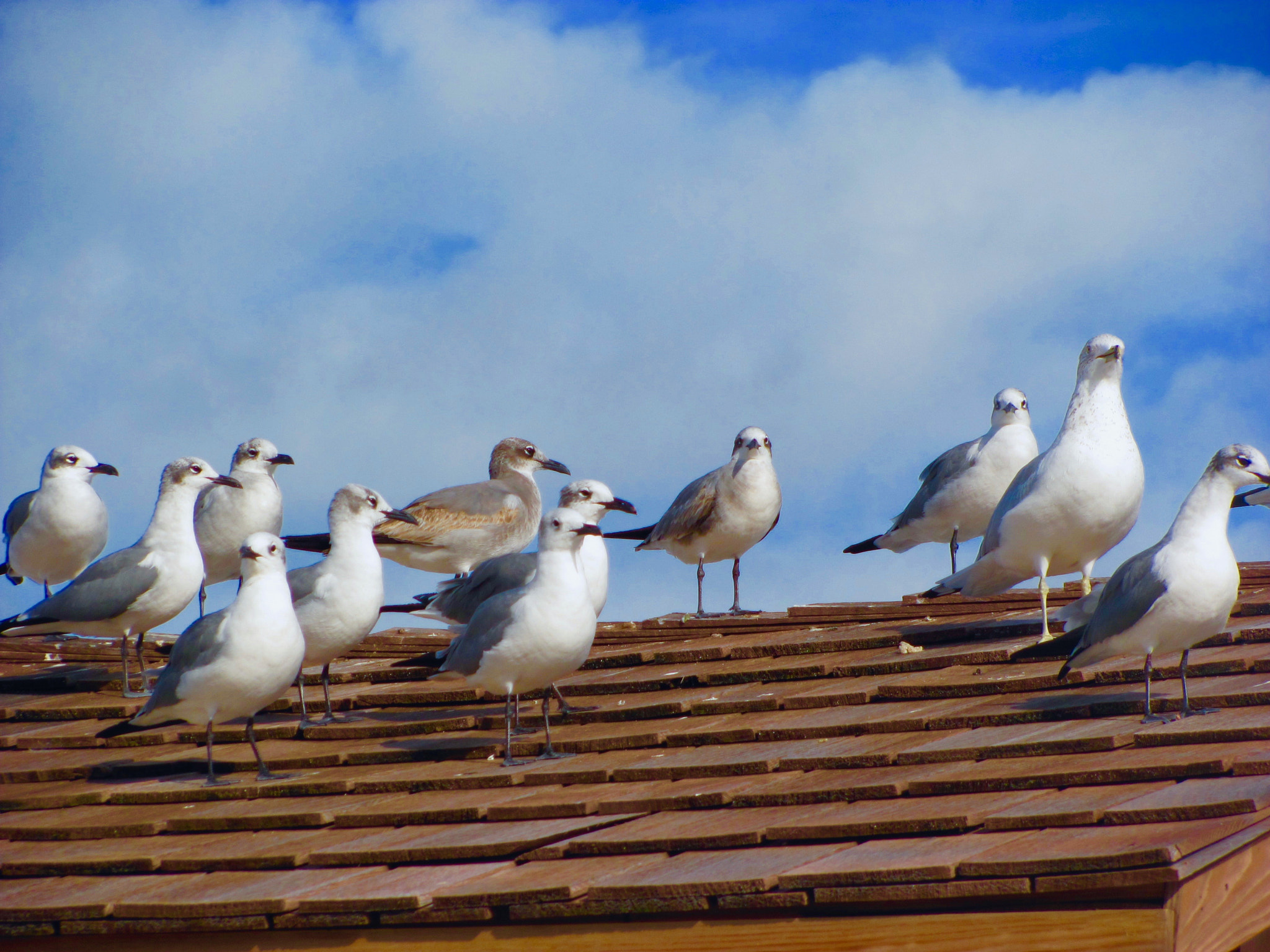 Canon PowerShot SX120 IS sample photo. Sea gulls photography