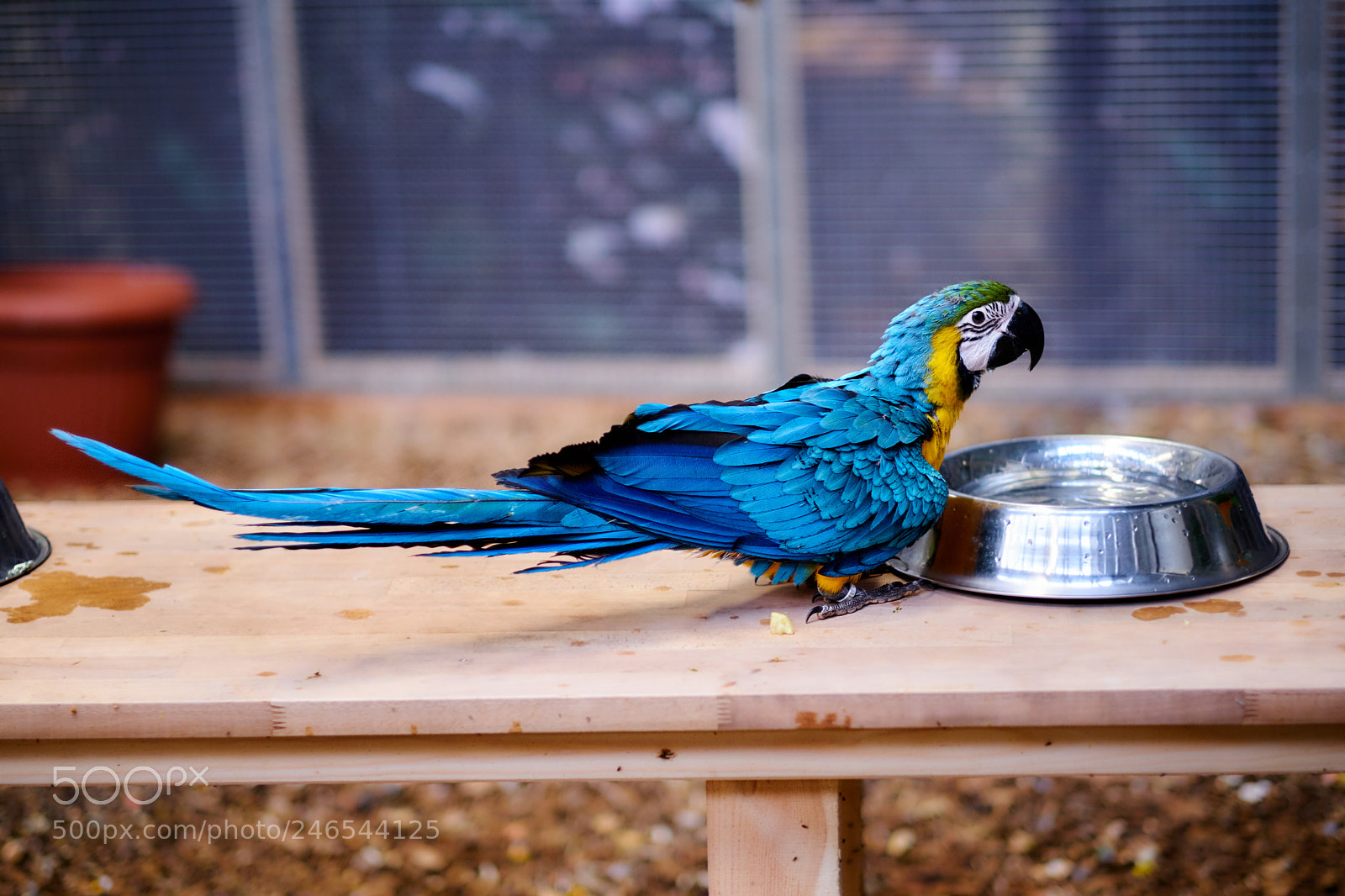 Fujifilm X-T20 sample photo. Ara ararauna photography