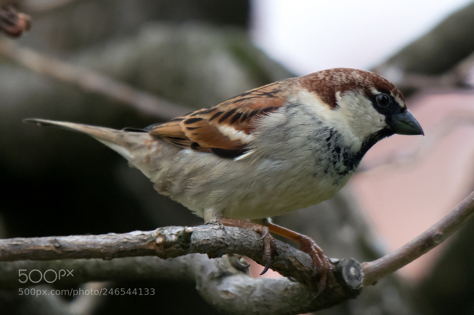 Nikon D7100 sample photo. Passera d'italia photography
