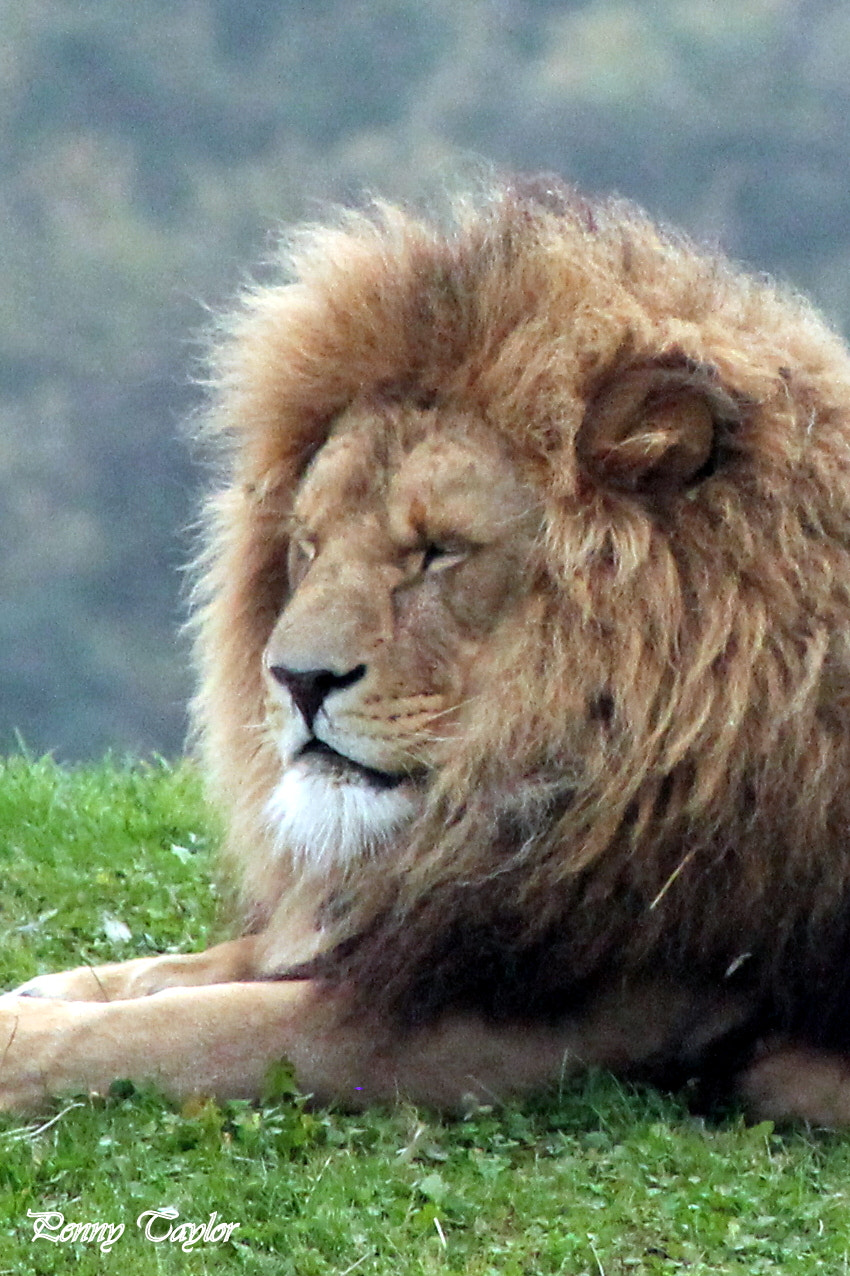 Canon EOS 1100D (EOS Rebel T3 / EOS Kiss X50) + EF75-300mm f/4-5.6 sample photo. Lion photography