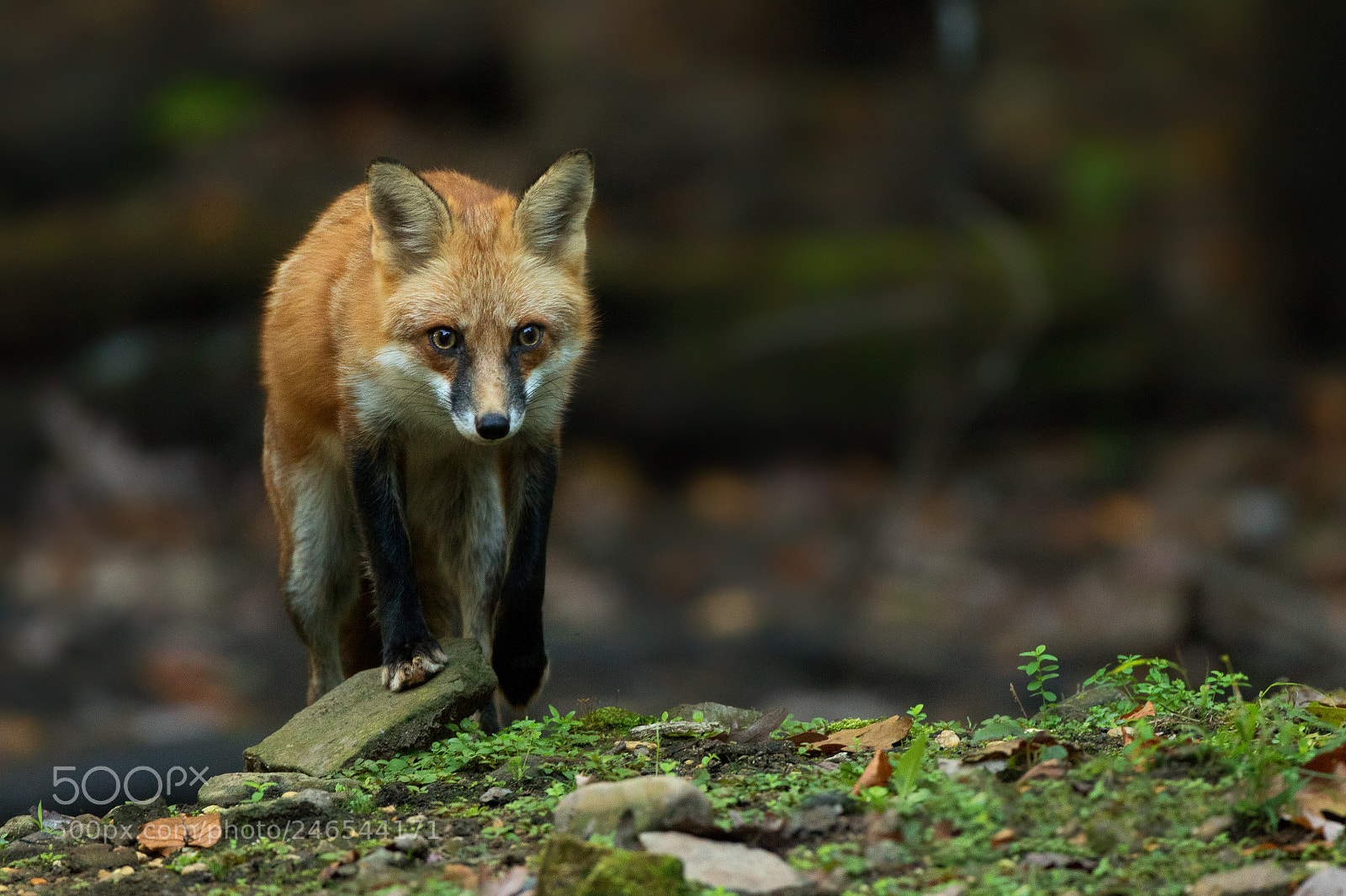Canon EOS 7D Mark II sample photo. Fox stone photography