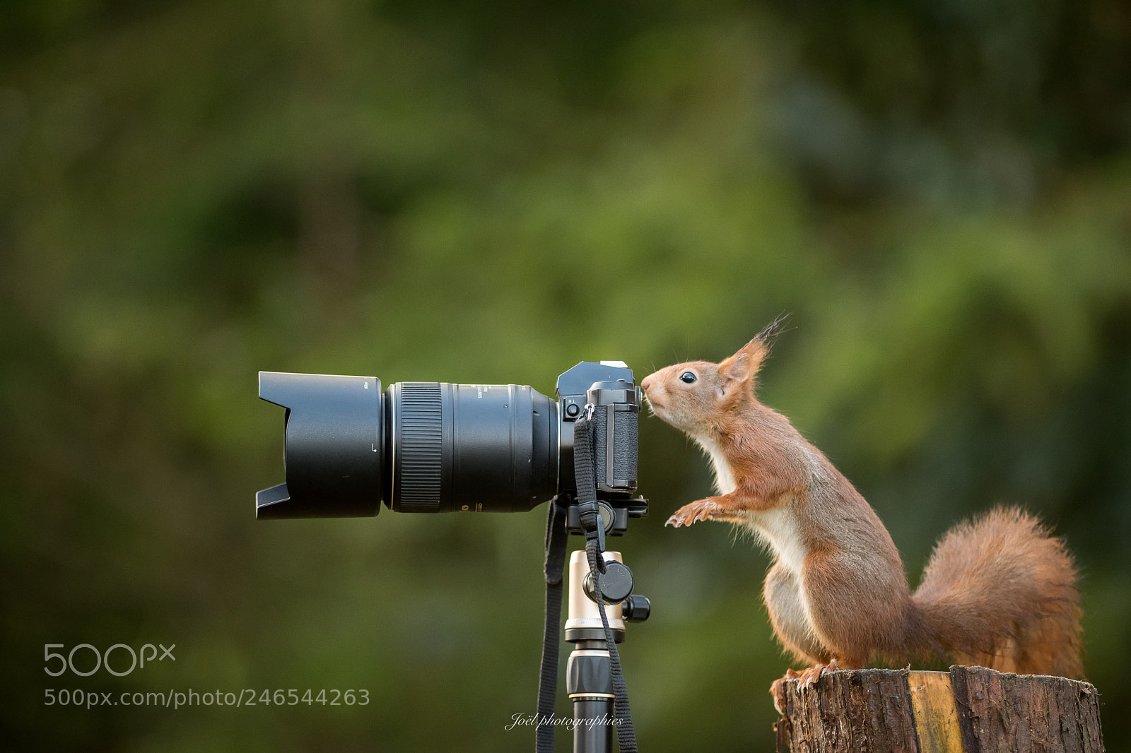 Nikon D810 sample photo. Red squirrel shooting photography