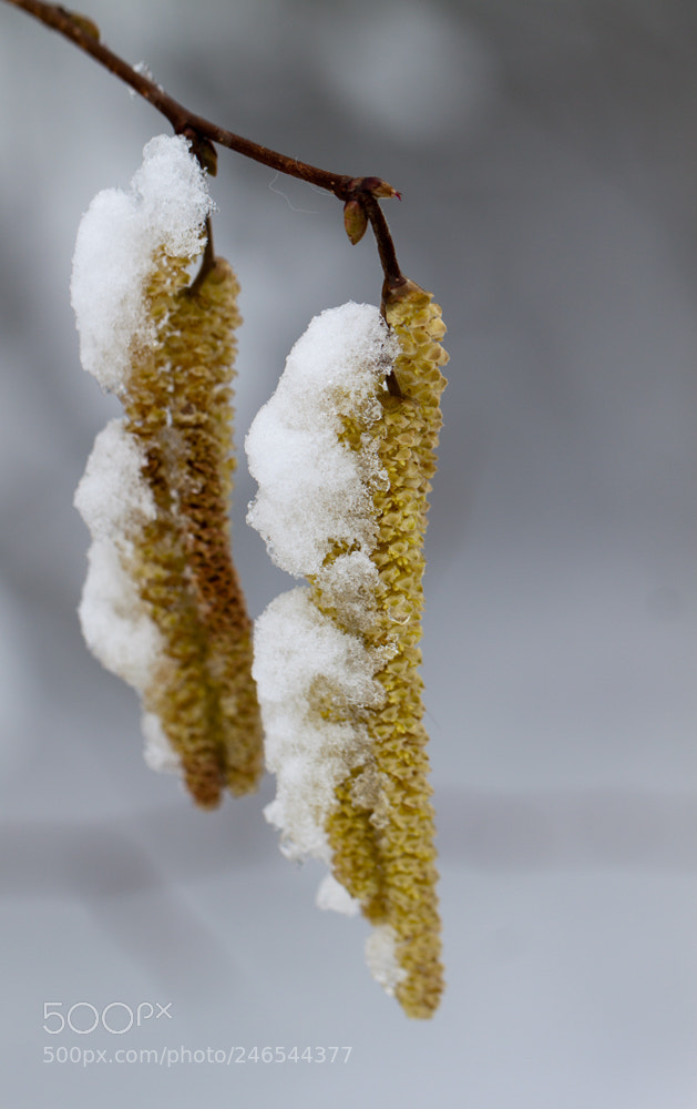Canon EOS 500D (EOS Rebel T1i / EOS Kiss X3) sample photo. Well ... wintertime photography