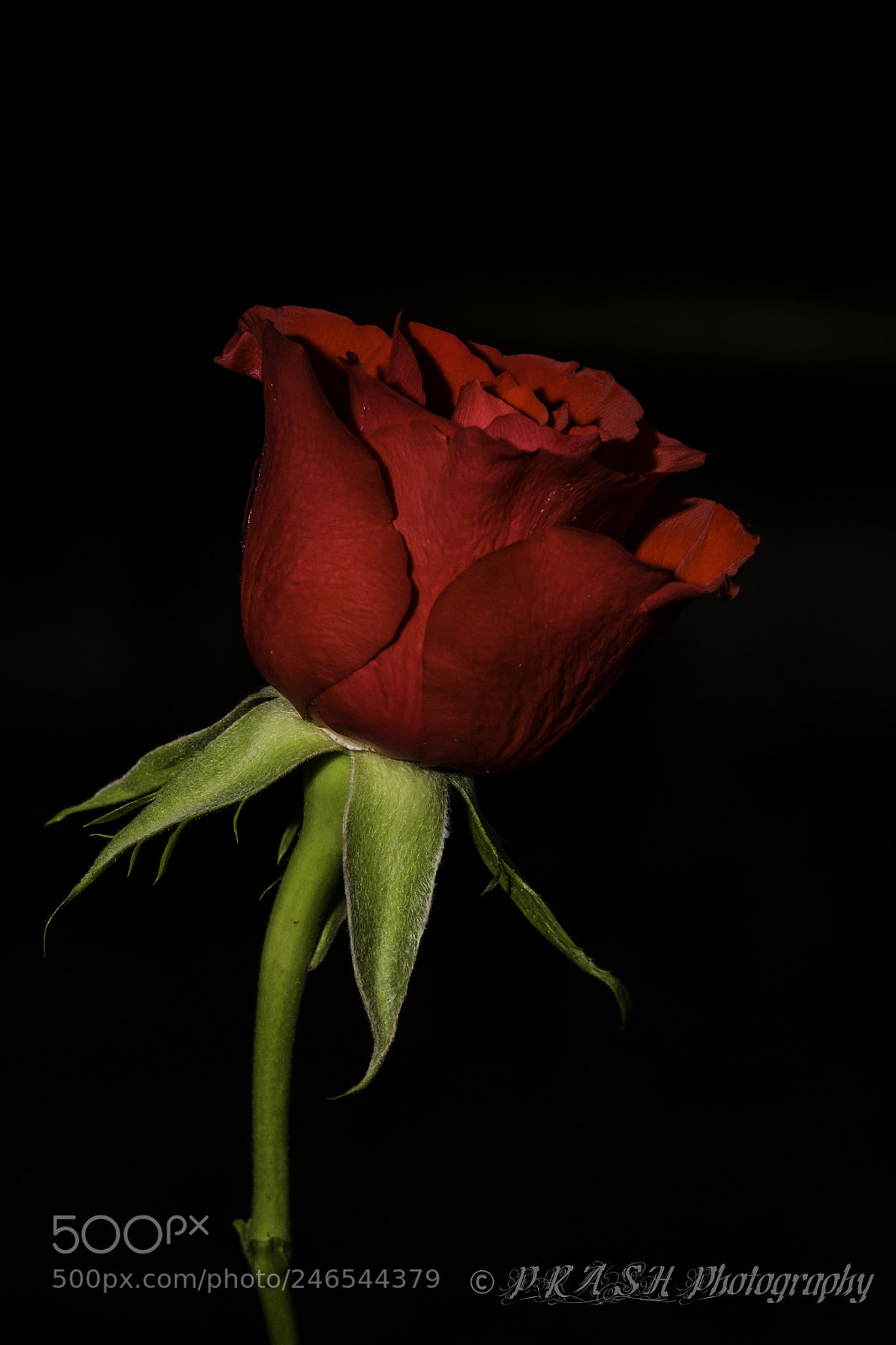 Nikon D7200 sample photo. Dsc photography