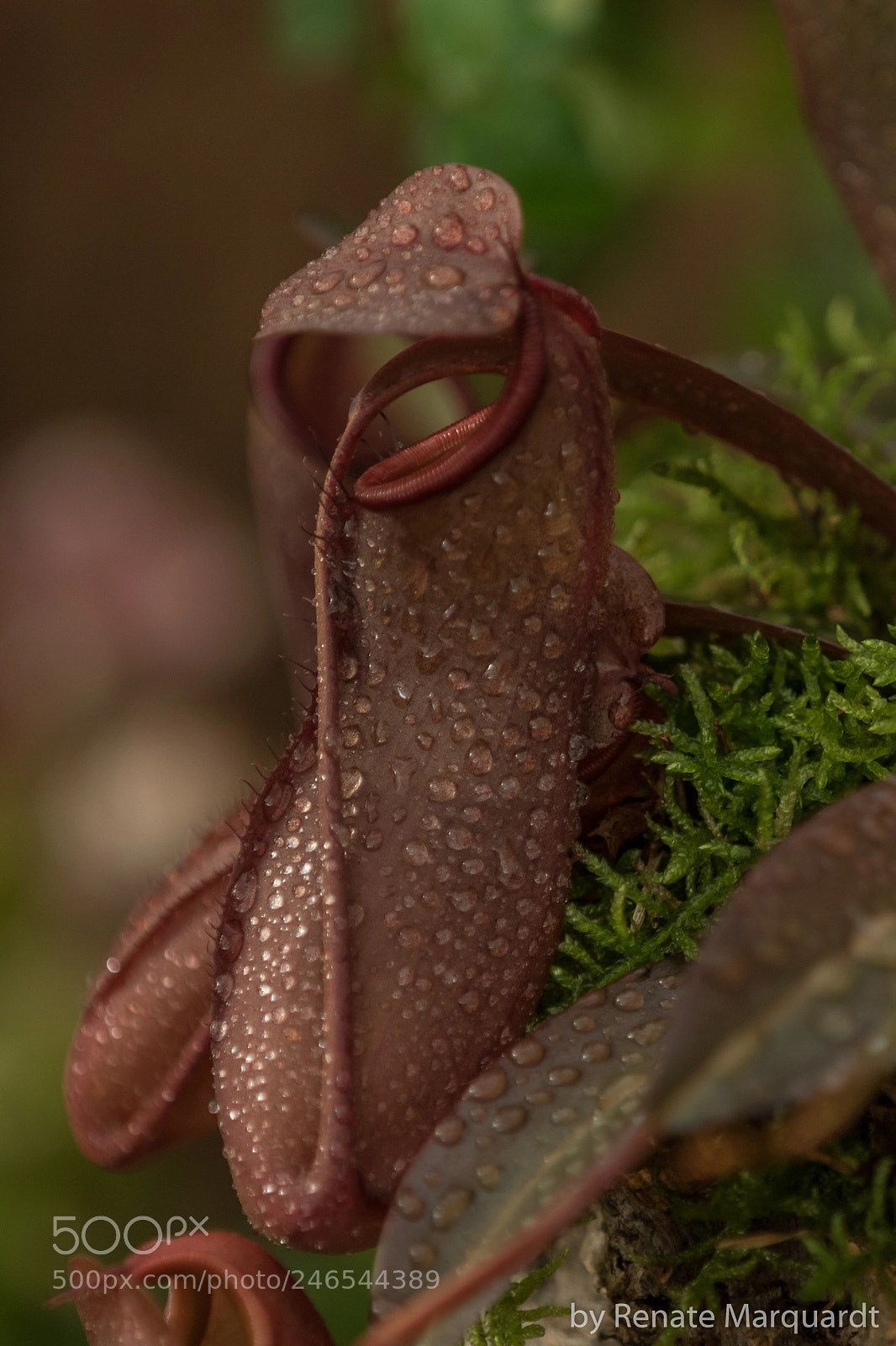 Canon EOS 7D Mark II sample photo. Kannenpflanzen (nepenthes) photography