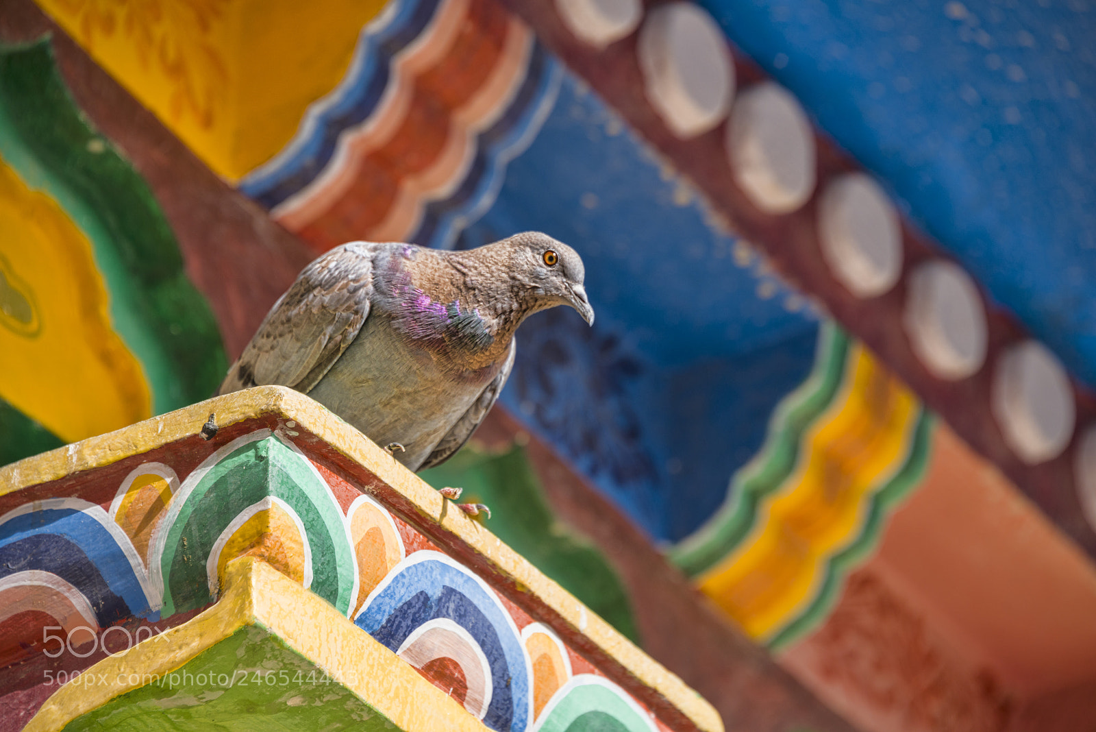 Nikon D810 sample photo. Rock pigeon columba livia photography