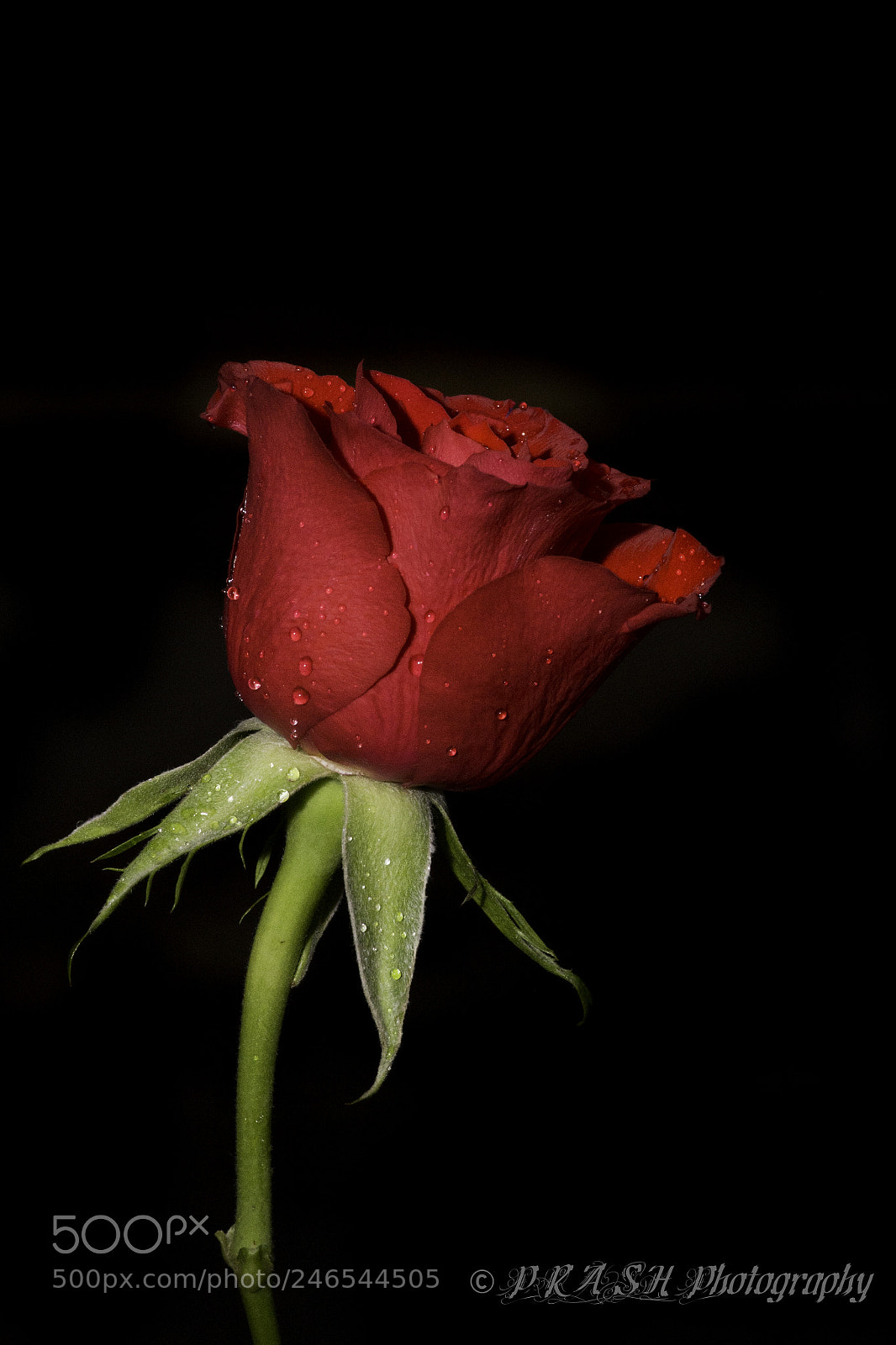 Nikon D7200 sample photo. Dsc photography