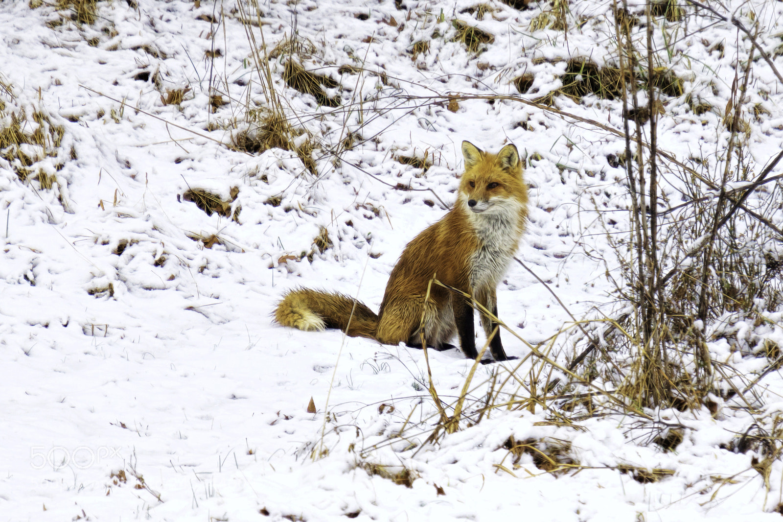 Sony SLT-A77 sample photo. Winter bright photography