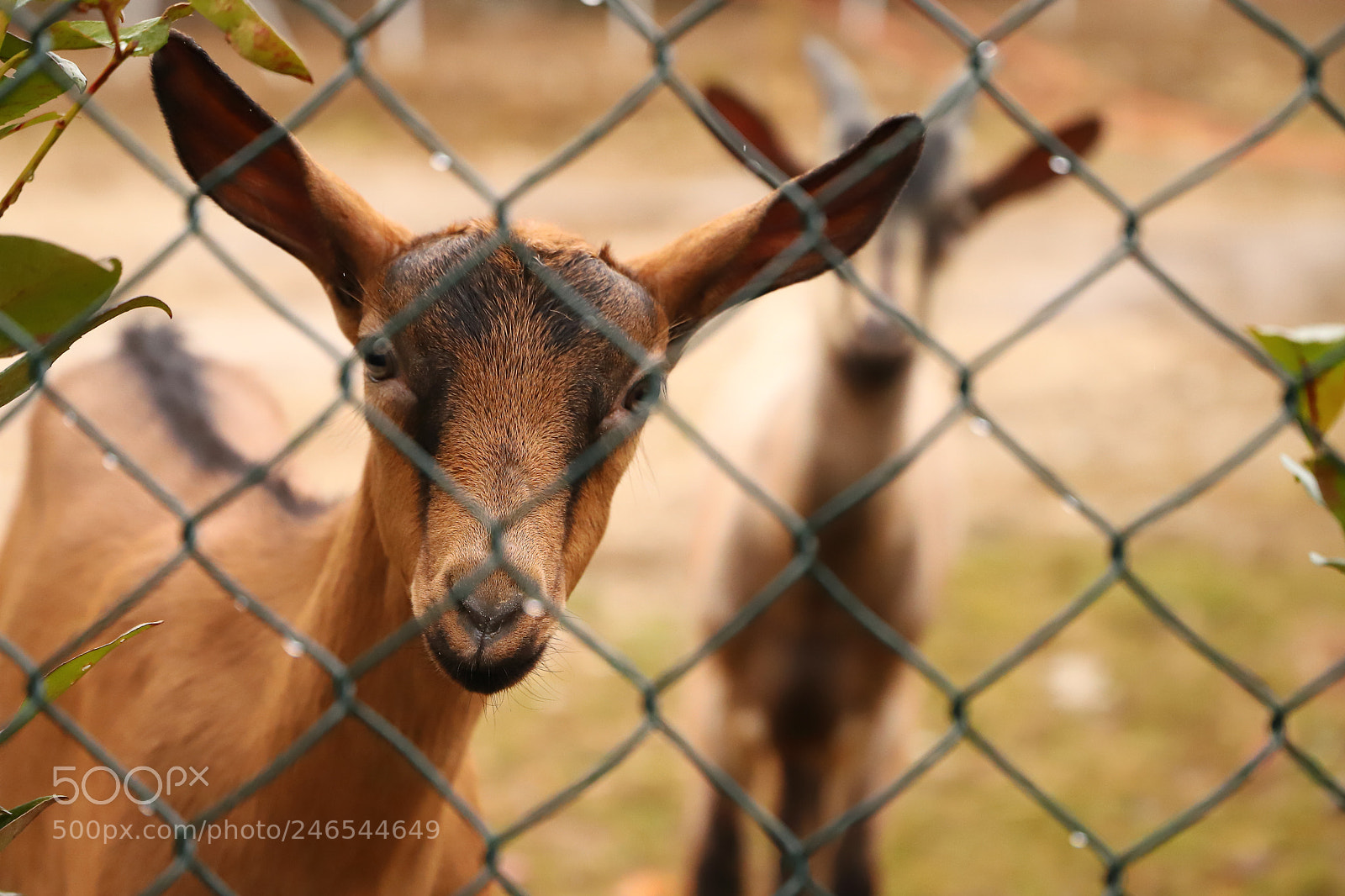 Canon EOS 6D Mark II sample photo. Untitled photography