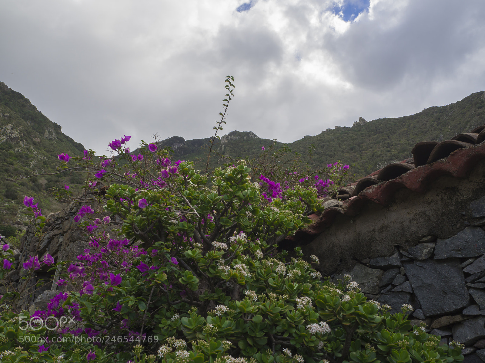 Olympus OM-D E-M10 sample photo. Purple tropical flowers with photography