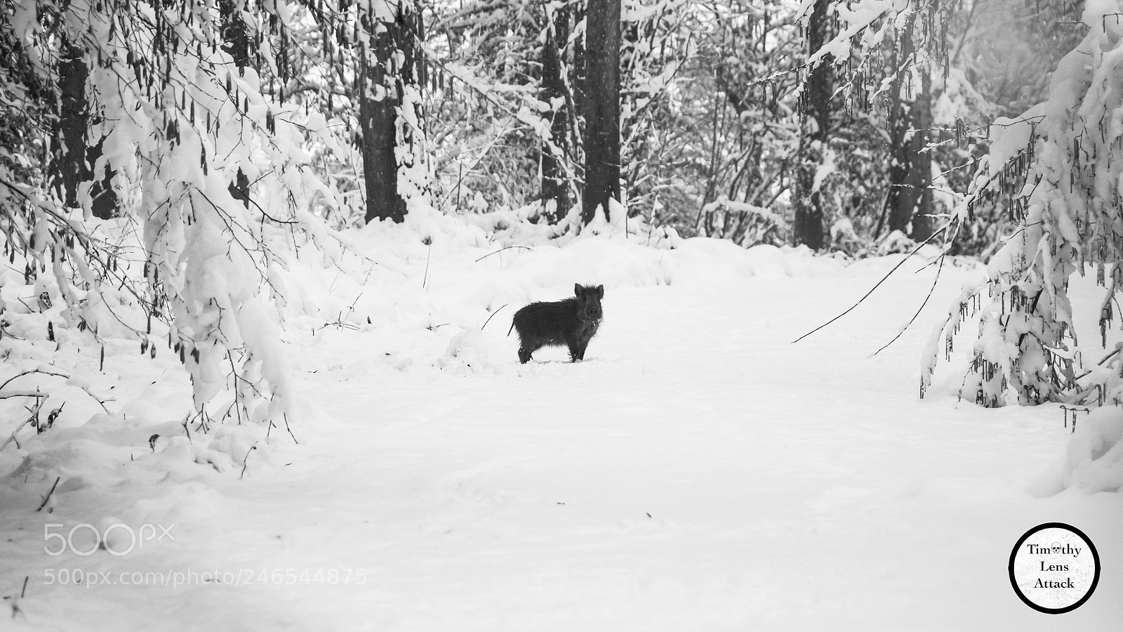 Canon EOS 650D (EOS Rebel T4i / EOS Kiss X6i) sample photo. Black in white photography