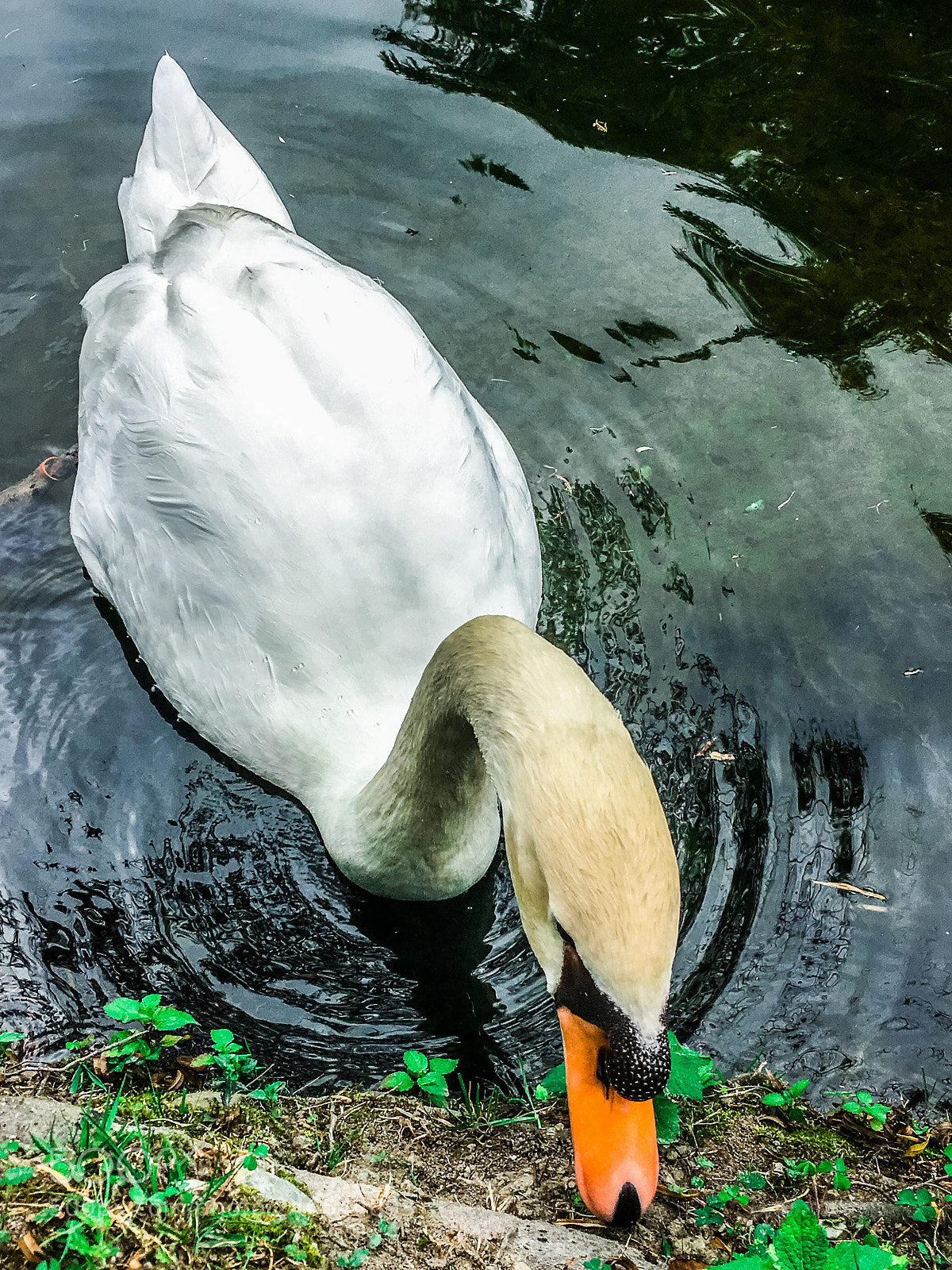 Apple iPhone 6s sample photo. Cisne ? photography