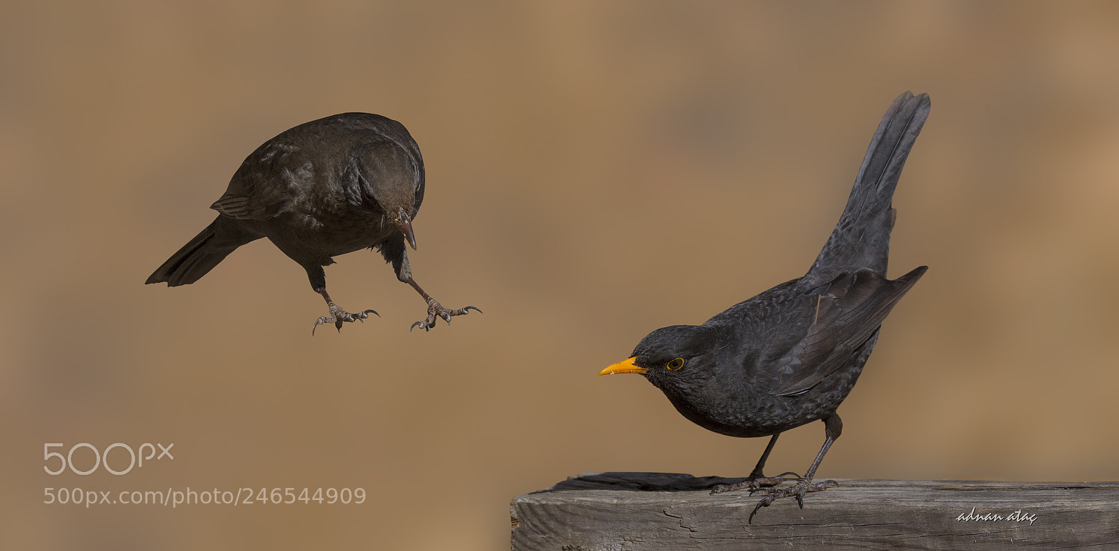 Nikon D5 sample photo. Karatavuk - common blackbird photography