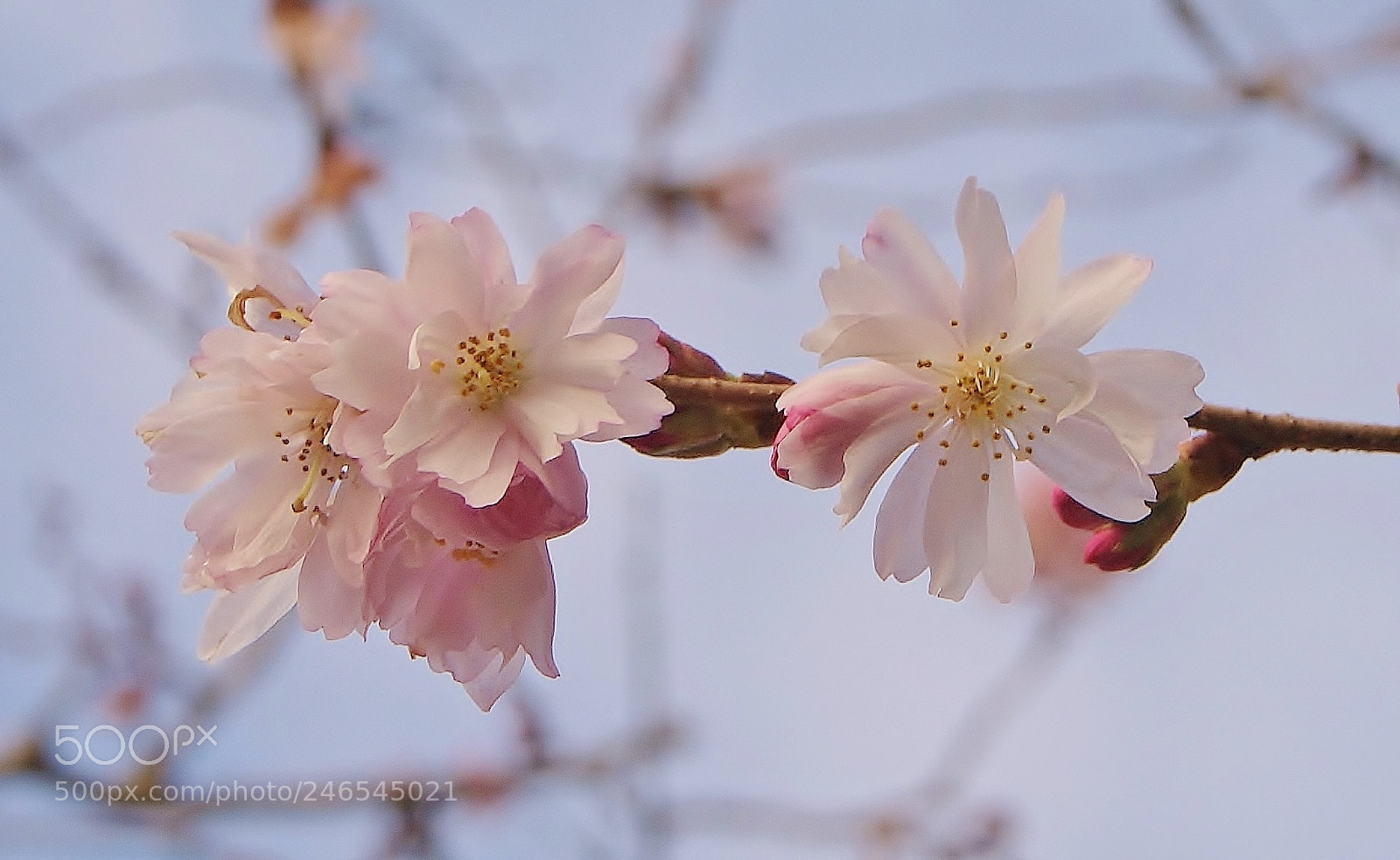 Sony Alpha DSLR-A380 sample photo. Cherry blossom 2018 :-) photography