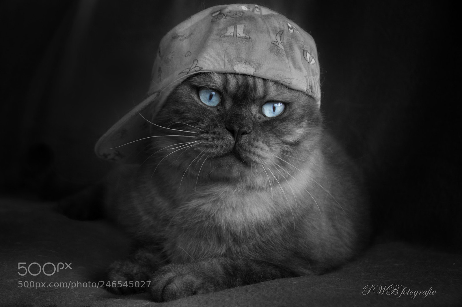 Canon EOS 700D (EOS Rebel T5i / EOS Kiss X7i) sample photo. Ol’ blue eyes photography
