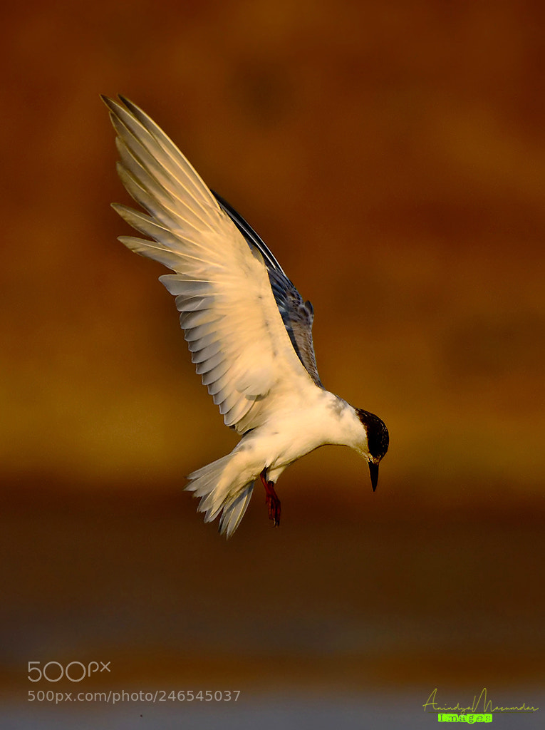 Nikon D7200 sample photo. Wiskered tern in golden photography
