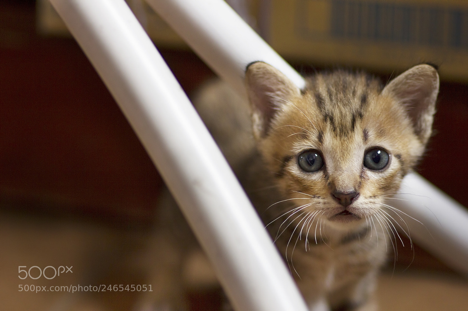 Canon EOS 550D (EOS Rebel T2i / EOS Kiss X4) sample photo. Portrait of a kitty photography