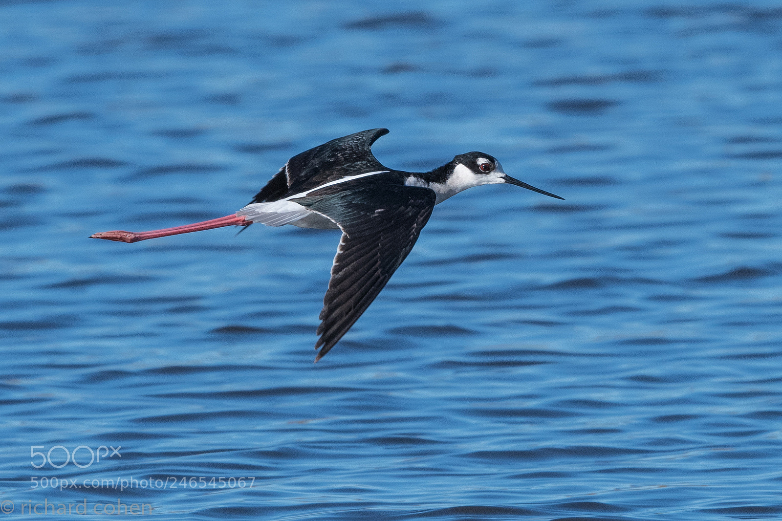 Nikon D850 sample photo. Stilt in flight... photography