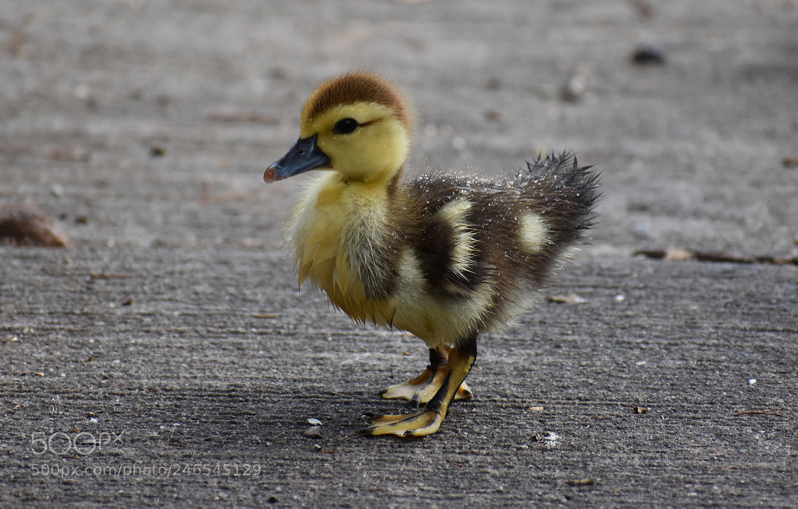 Nikon D3400 sample photo. Fluffy duckling photography