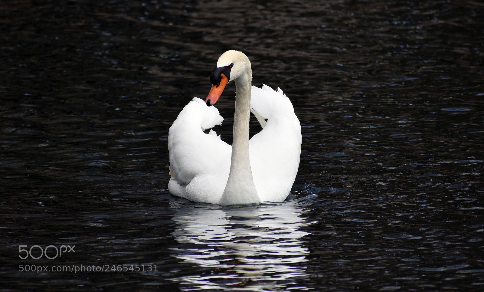 Nikon D3400 sample photo. Serene swan photography