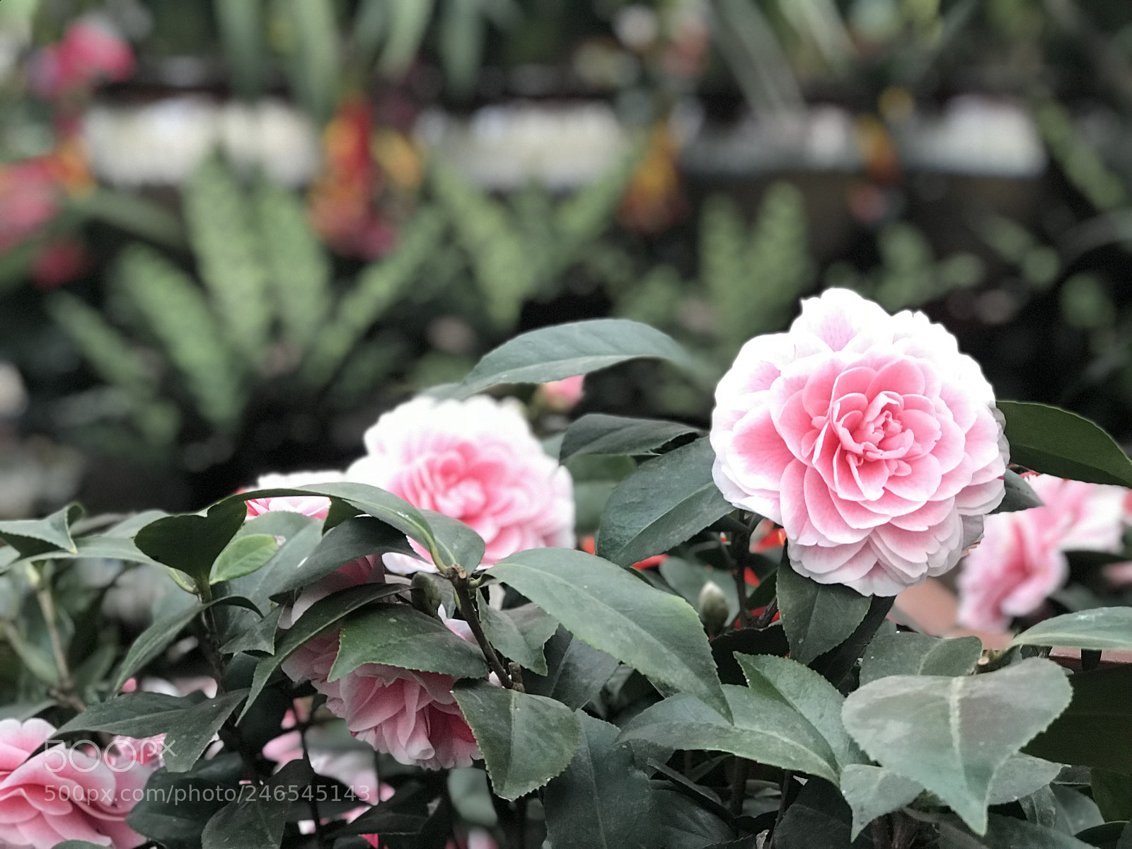 Apple iPhone 7 Plus sample photo. Untitled photography