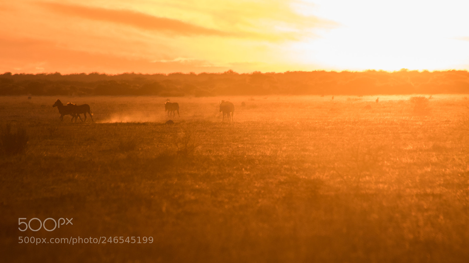 Canon EOS 7D Mark II sample photo. Zebra fire photography