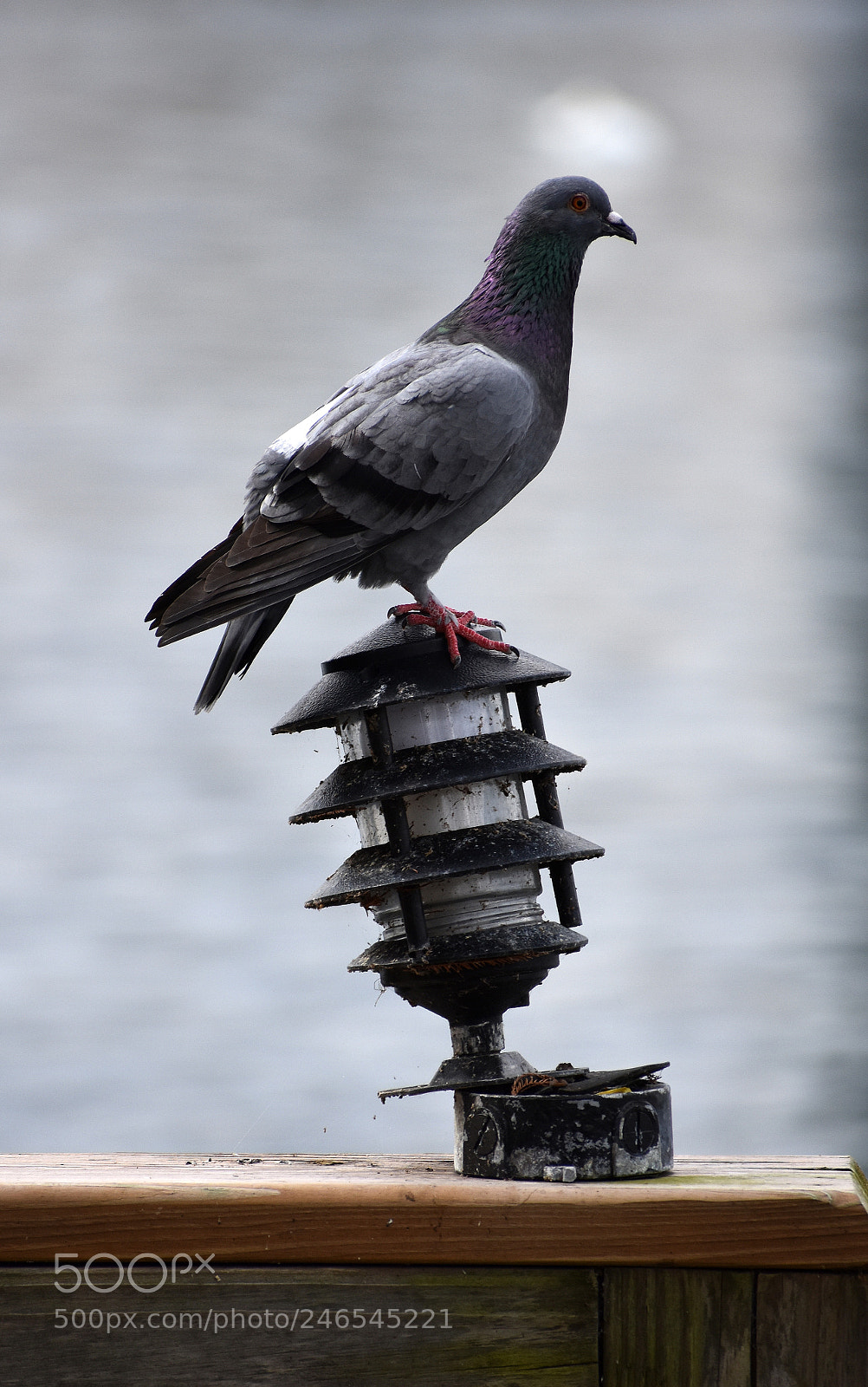 Nikon D3400 sample photo. Pigeon on lamp photography
