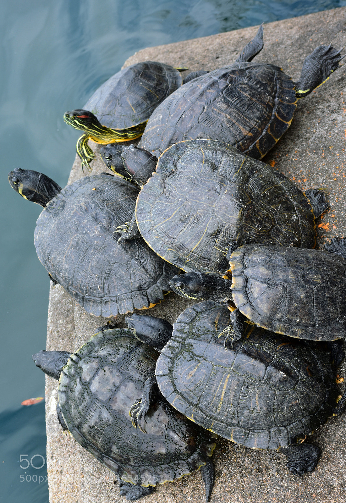 Nikon D3400 sample photo. A mess of turtles photography