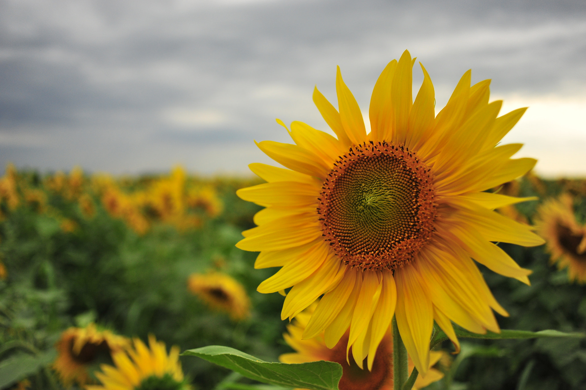 Nikon D700 sample photo. Sunflower field photography