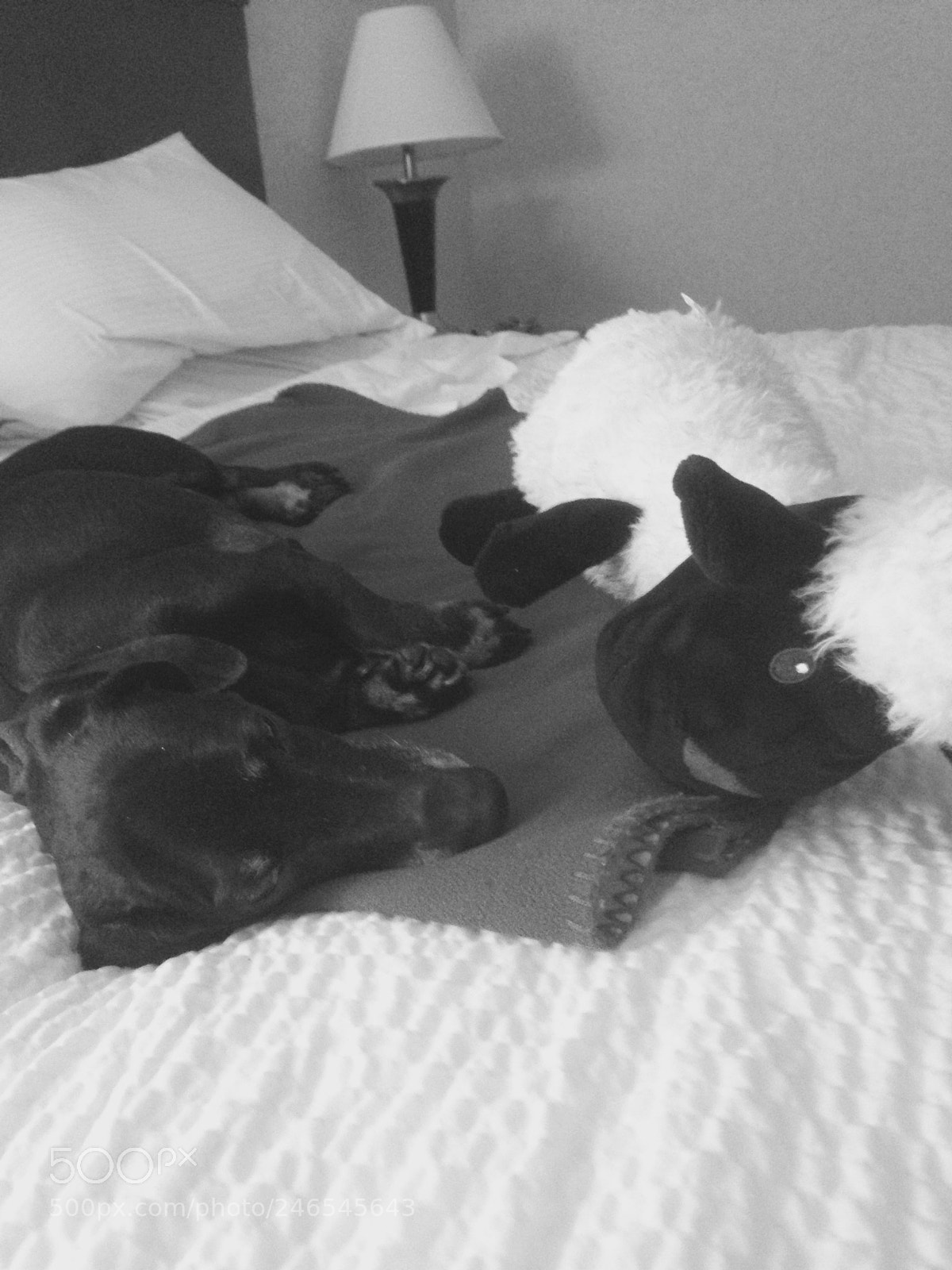 Apple iPhone 5 sample photo. Nap time photography