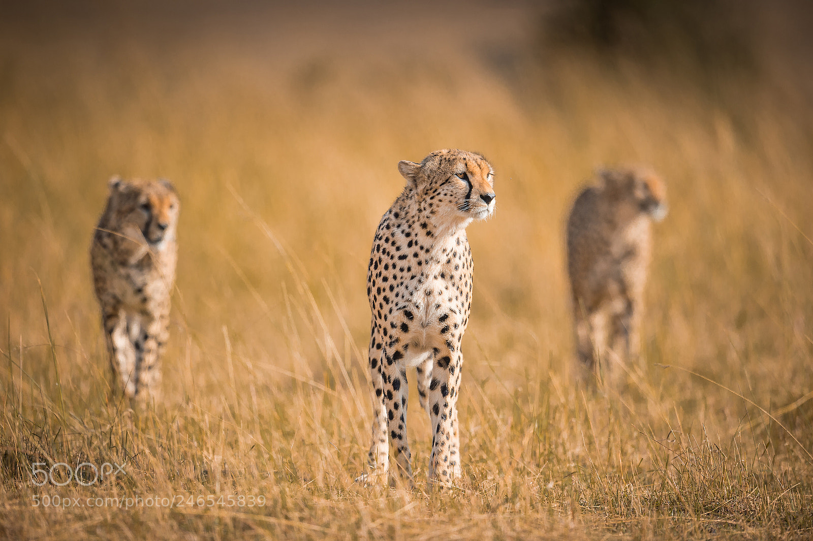 Nikon D4S sample photo. Hunting photography