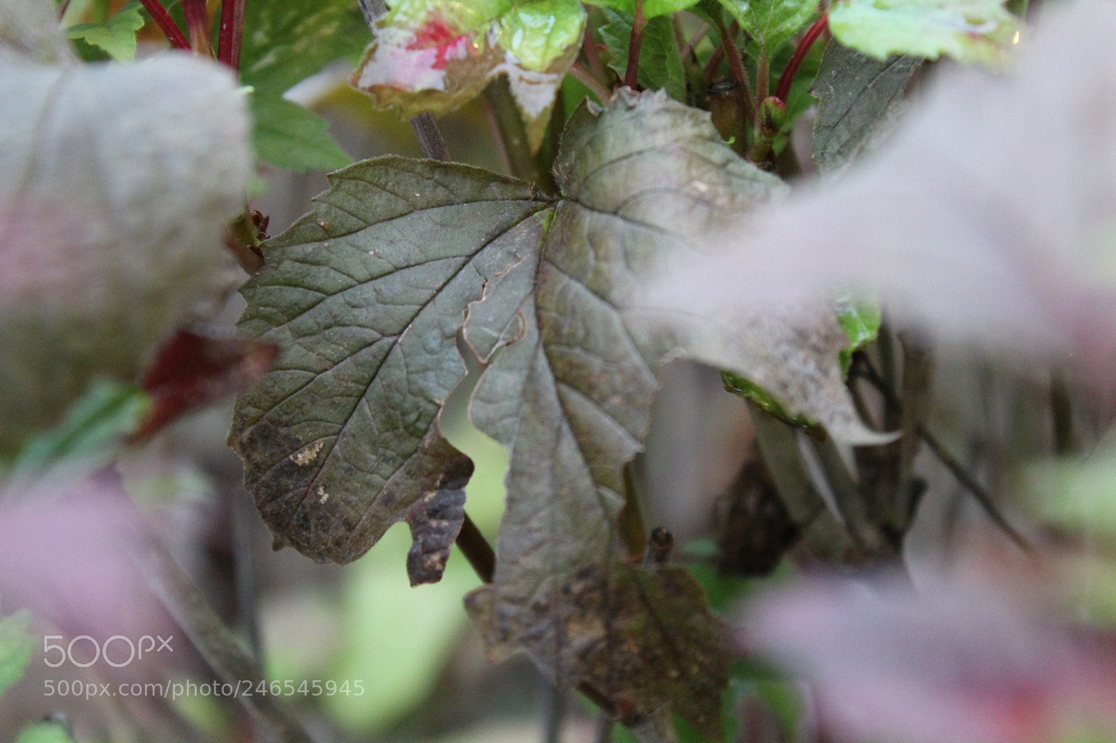 Canon EF-S 18-55mm F3.5-5.6 III sample photo. What photography