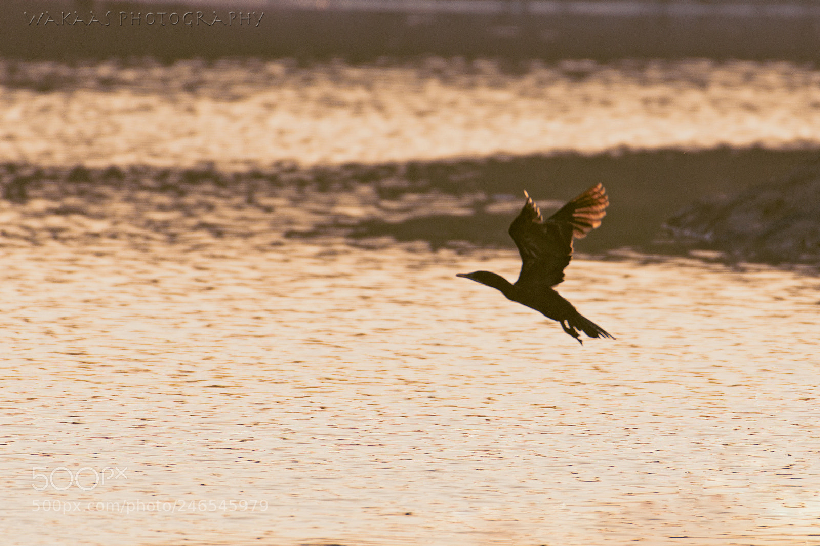 Nikon D500 sample photo. Little cormorant photography