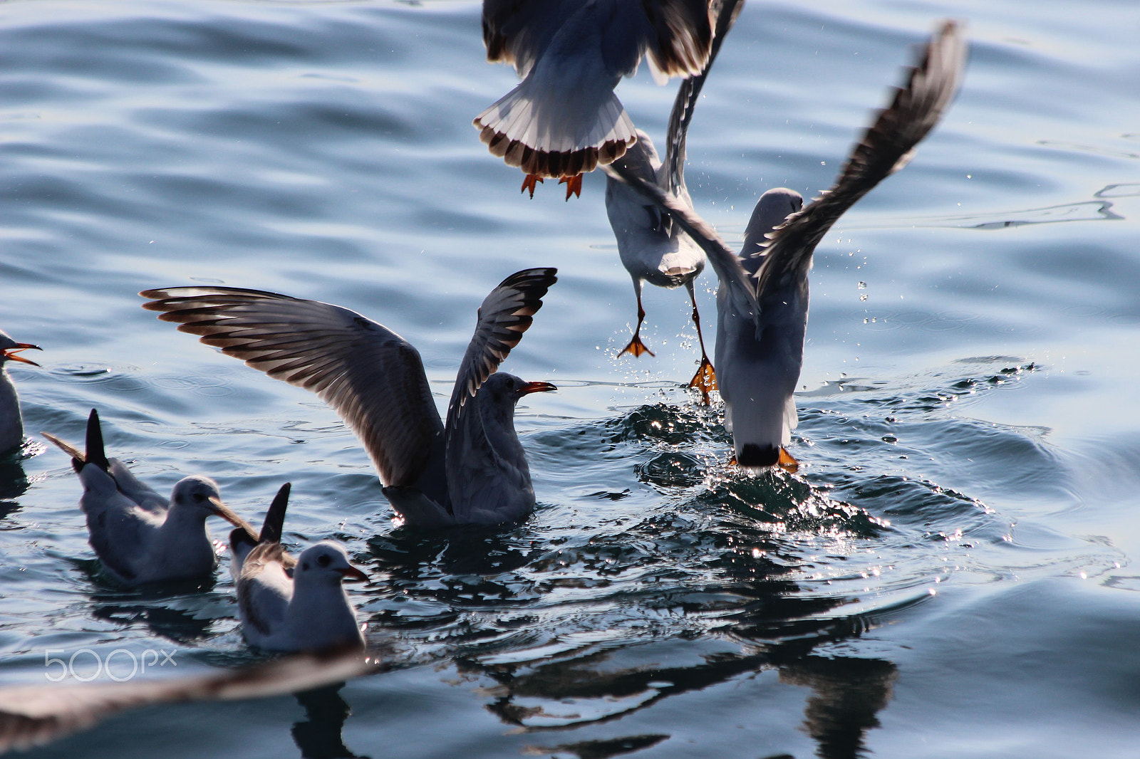 Canon EF 70-300mm F4-5.6 IS USM sample photo. Snatch photography