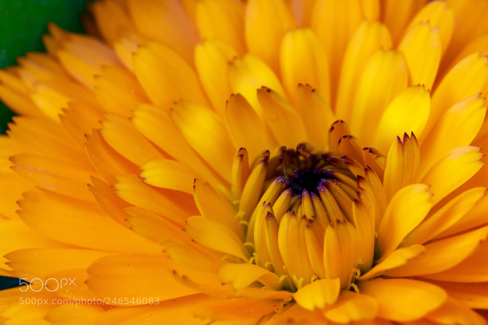 Canon EOS 700D (EOS Rebel T5i / EOS Kiss X7i) sample photo. Petals photography