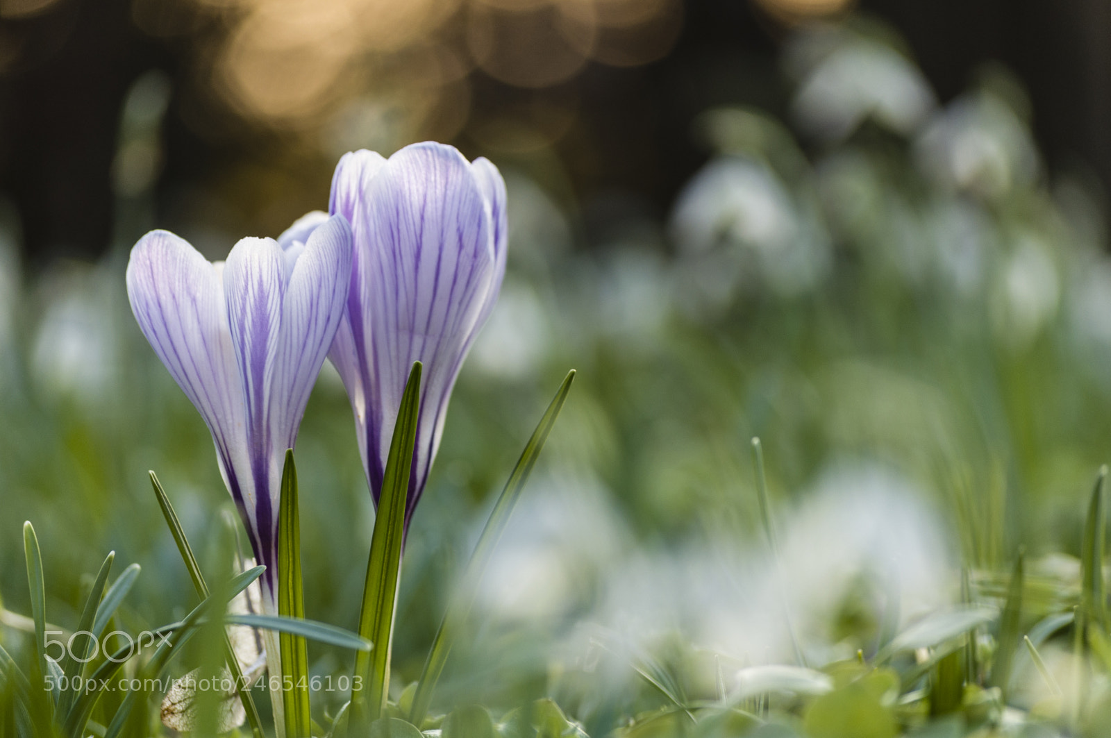 Nikon D5000 sample photo. Krokusjes op het eind photography