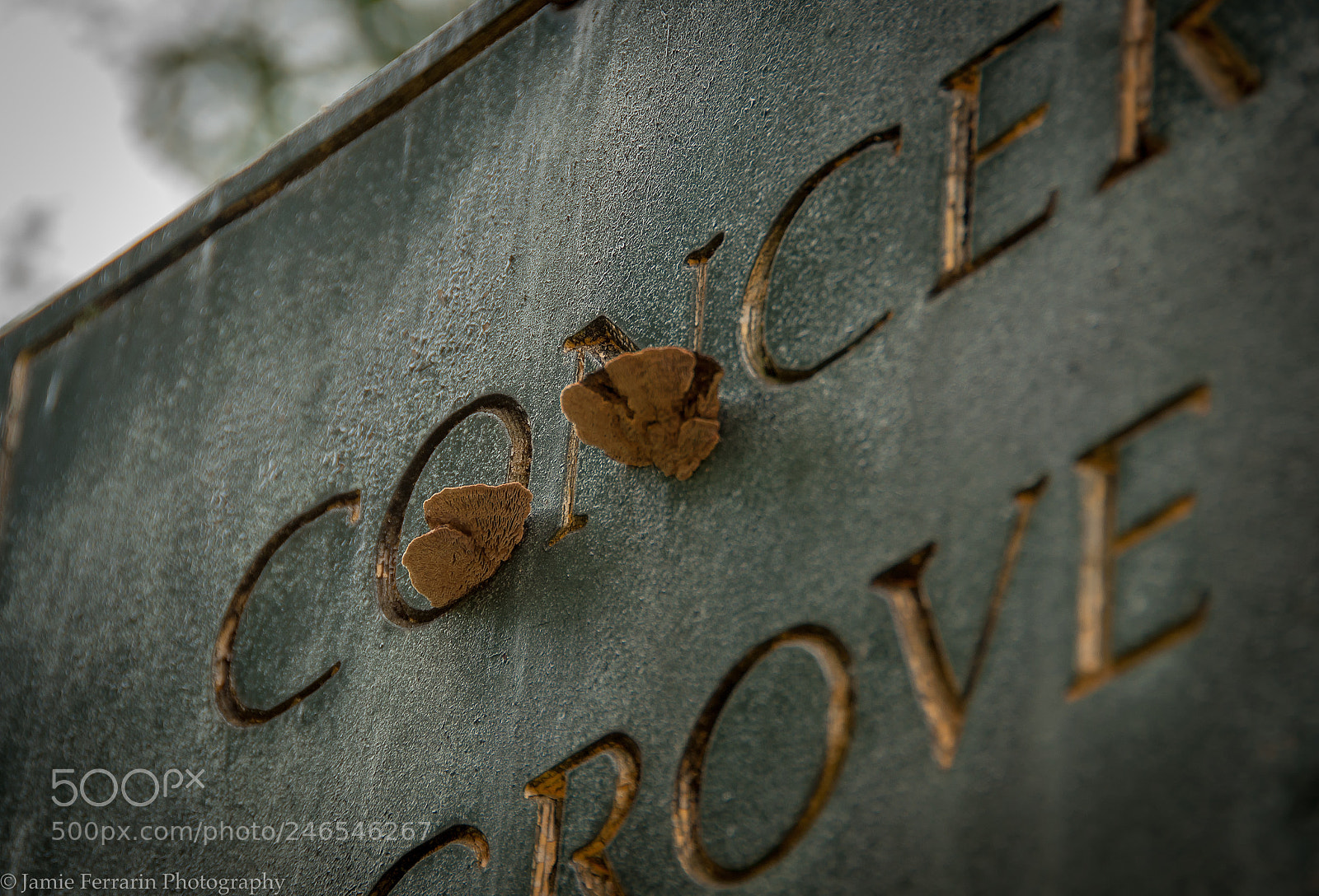 Nikon D90 sample photo. Mushroom in the on photography