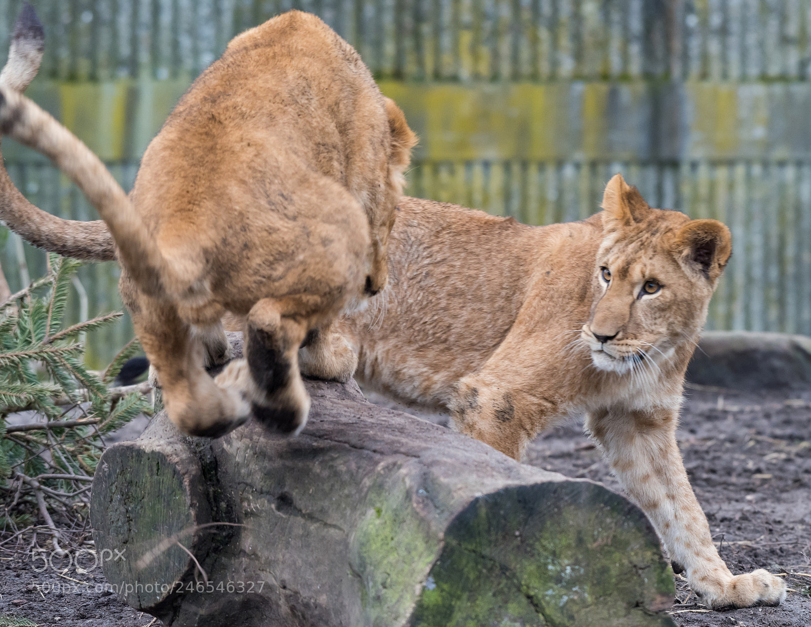 Nikon D810 sample photo. Lioncubs photography