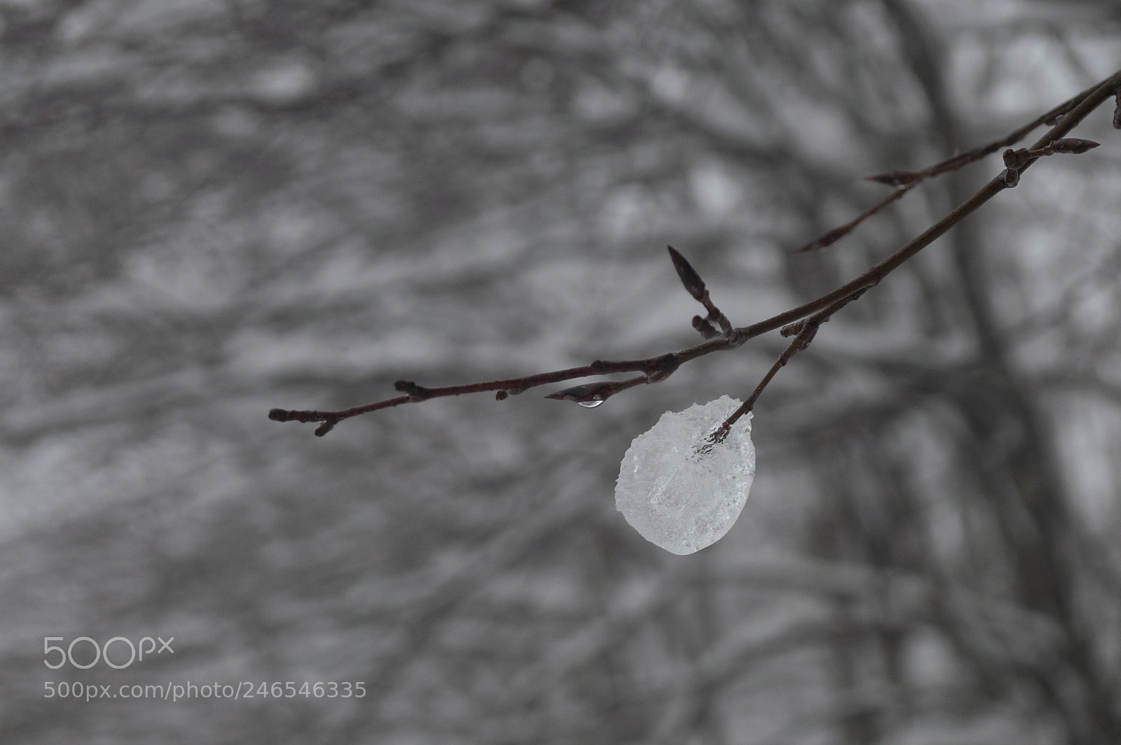 Sony SLT-A58 sample photo. Ice photography