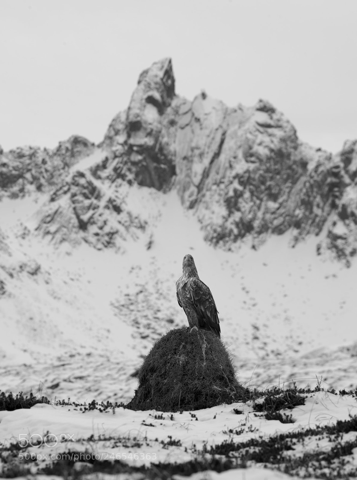 Nikon D810 sample photo. Lofoten photography