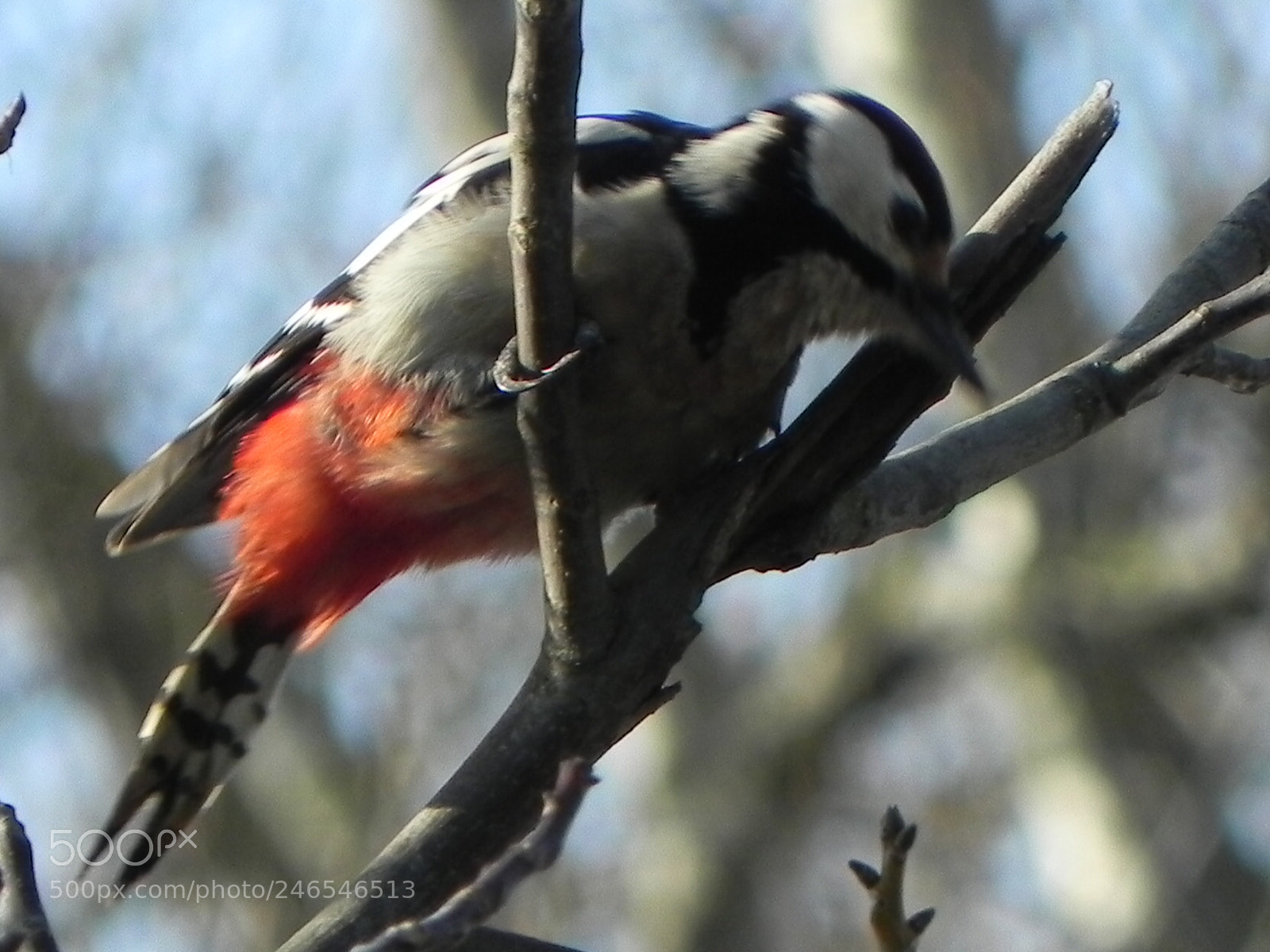 Nikon Coolpix P100 sample photo. Major woodpecker photography