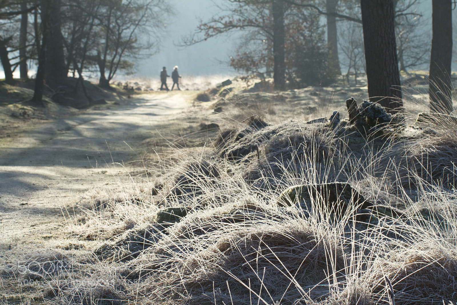 Canon EOS 7D sample photo. A walk in the photography