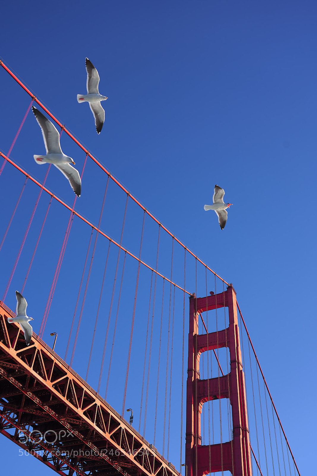 Sony a7R III sample photo. Golden gate jpeg quality photography