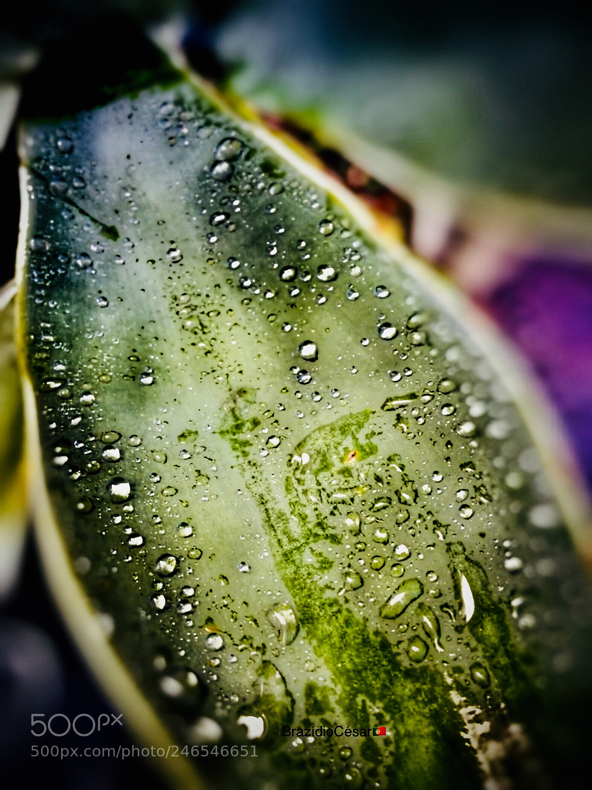 Apple iPhone 6s sample photo. Untitled photography