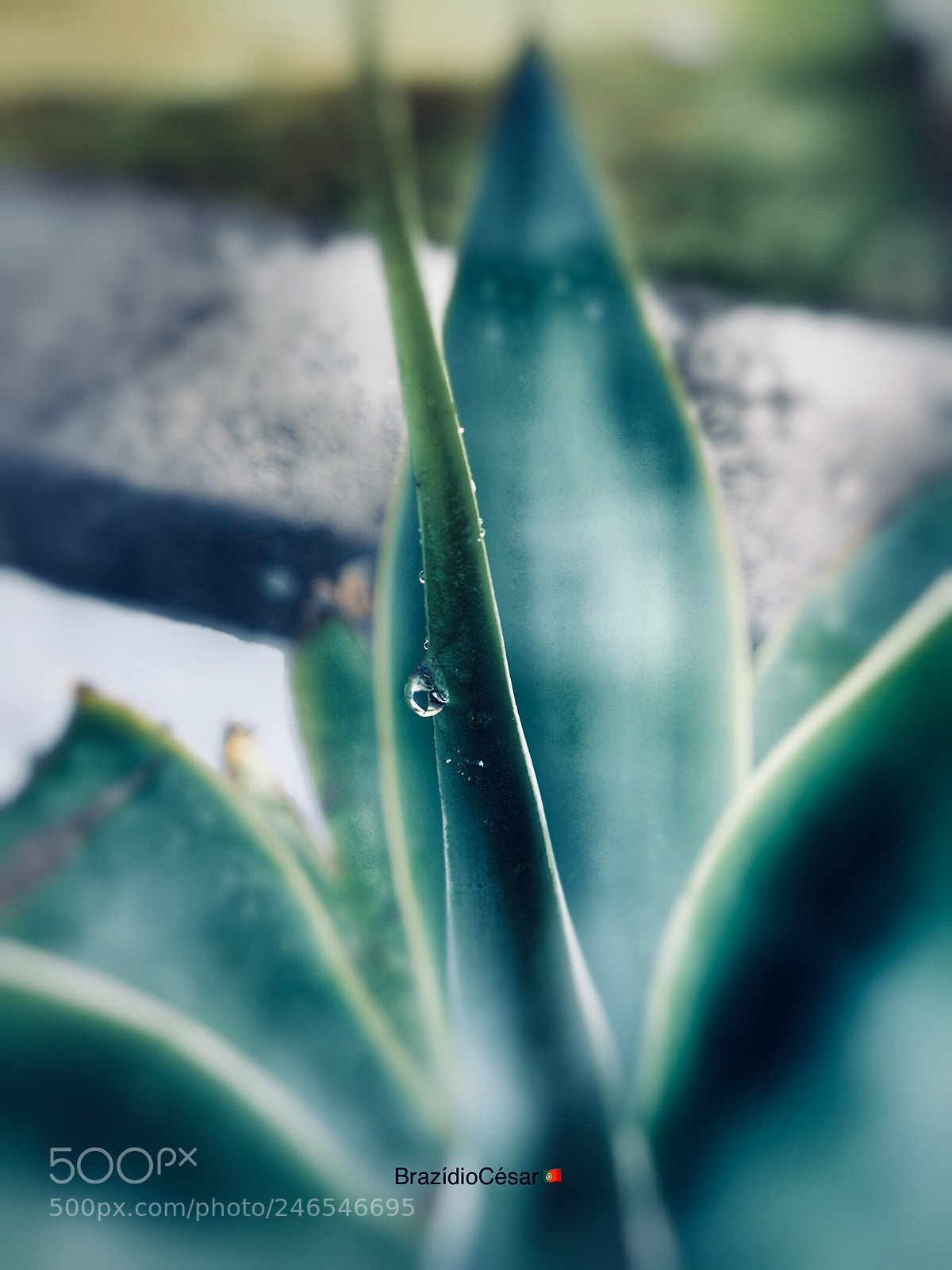 Apple iPhone 6s sample photo. Untitled photography