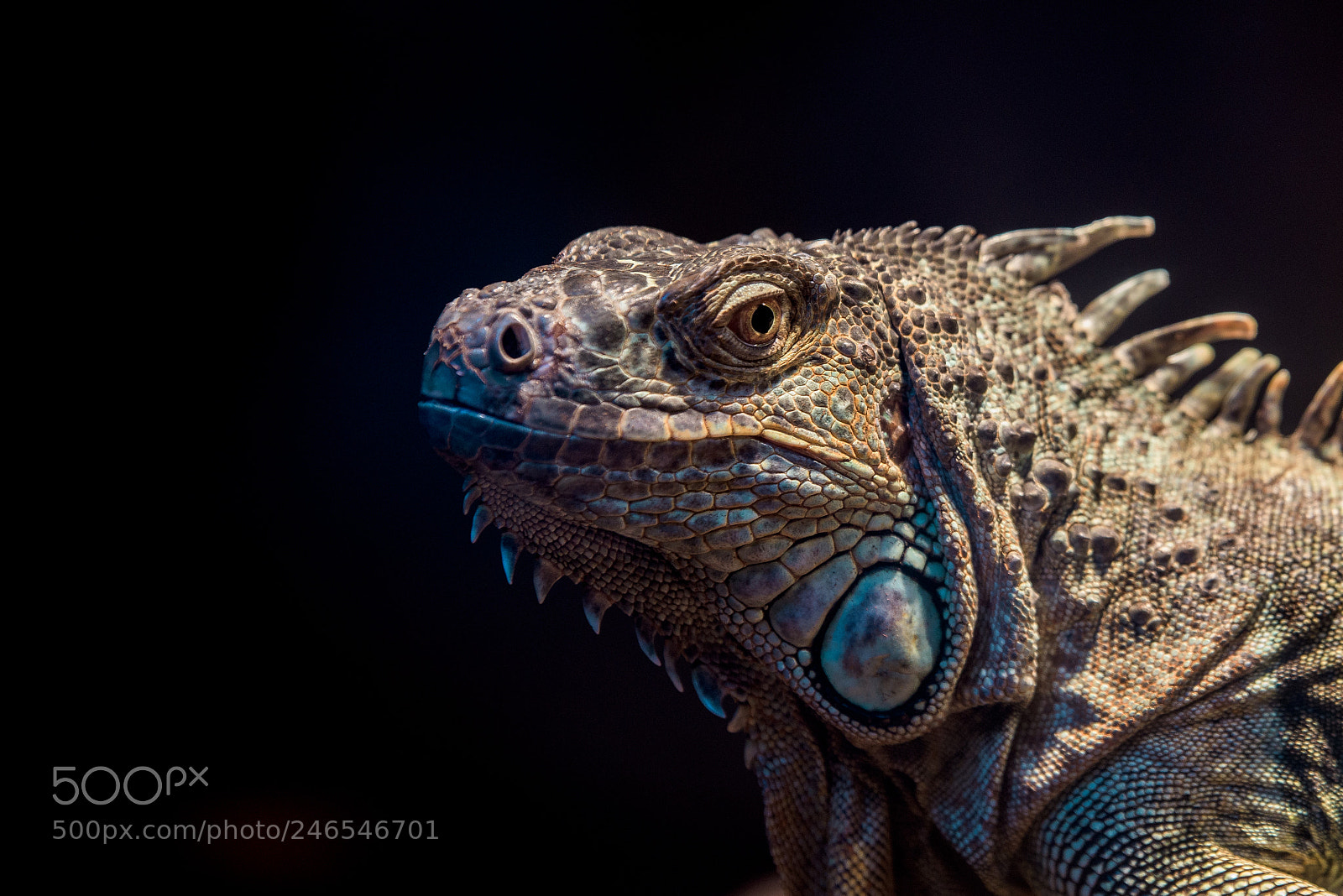 Nikon D810 sample photo. Eye contact photography