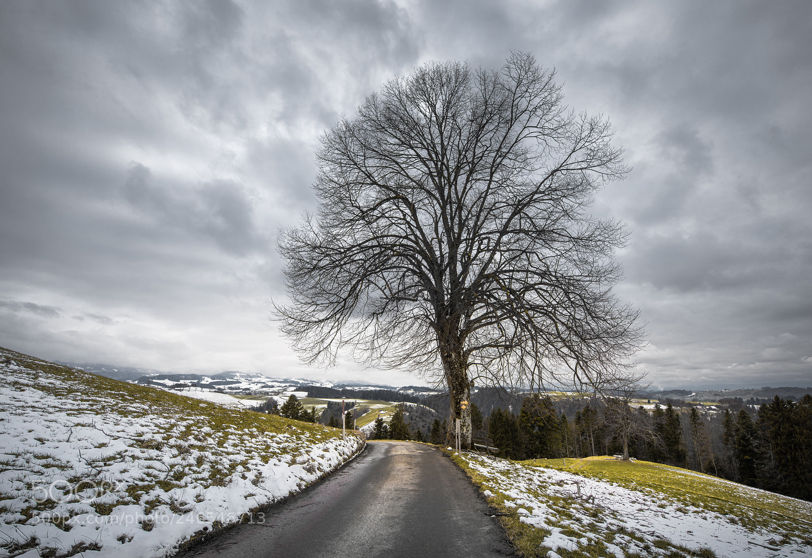 Nikon D810 sample photo. Tree on the hill photography